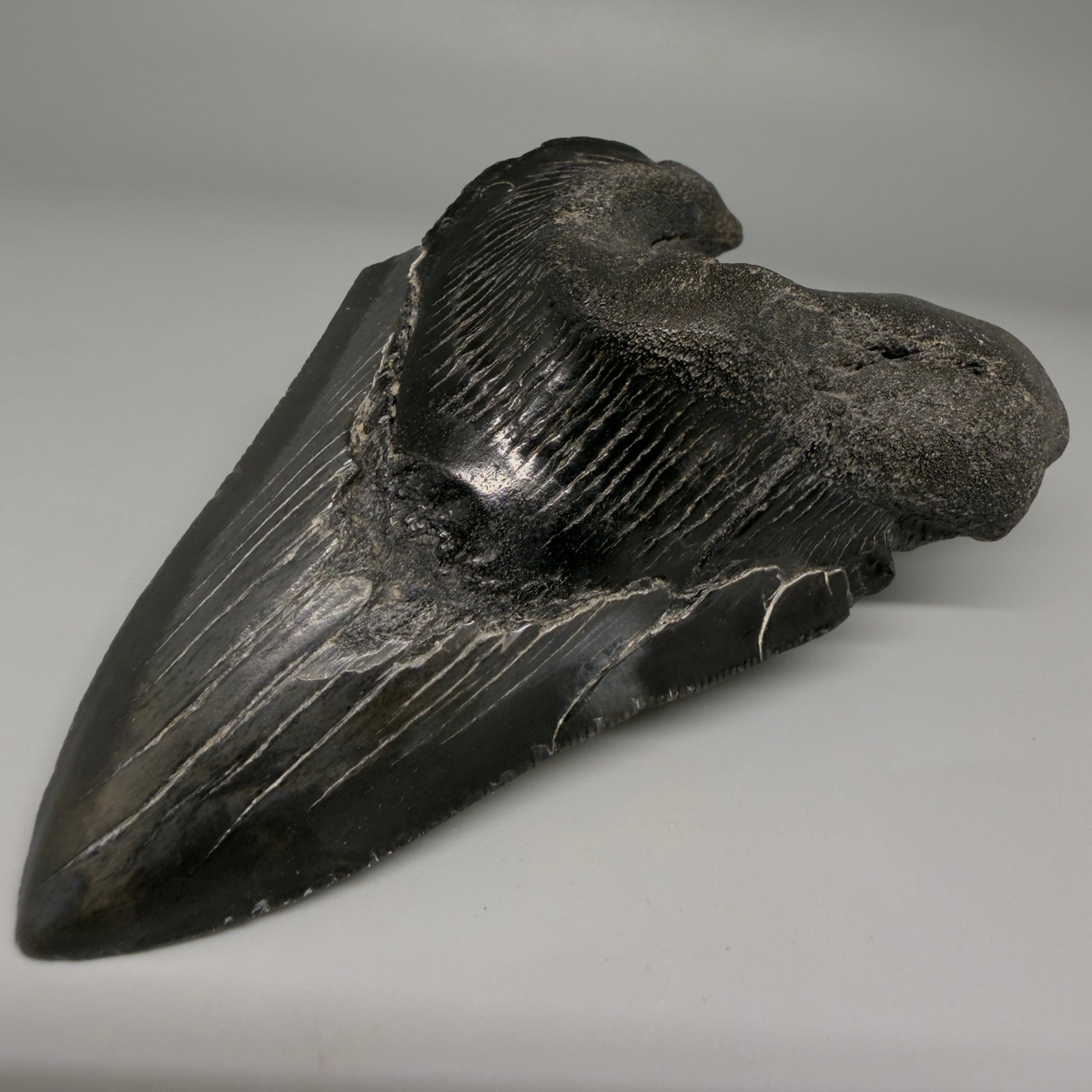 Front Right View Collector's Quality, RARE Deformed 4.81" Fossil Megalodon Tooth - South Carolina CM6384