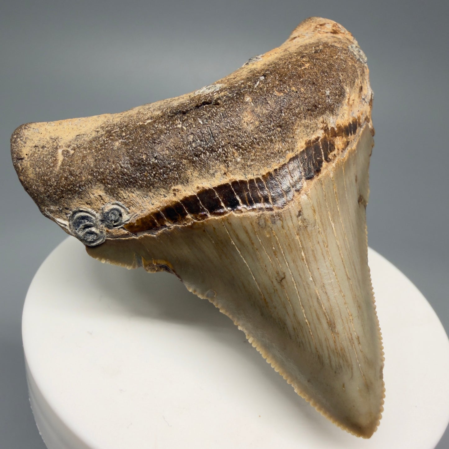 Front Left View 2.62" Fossil Megalodon Tooth - Authentic Carcharocles megalodon Fossil from North Carolina CM5450 