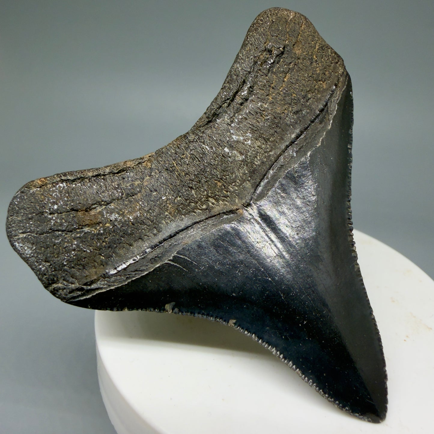 Back Left View 2.69" Colorful lateral Fossil Megalodon Tooth – South Carolina River Find | Authentic Megalodon Tooth CM5905