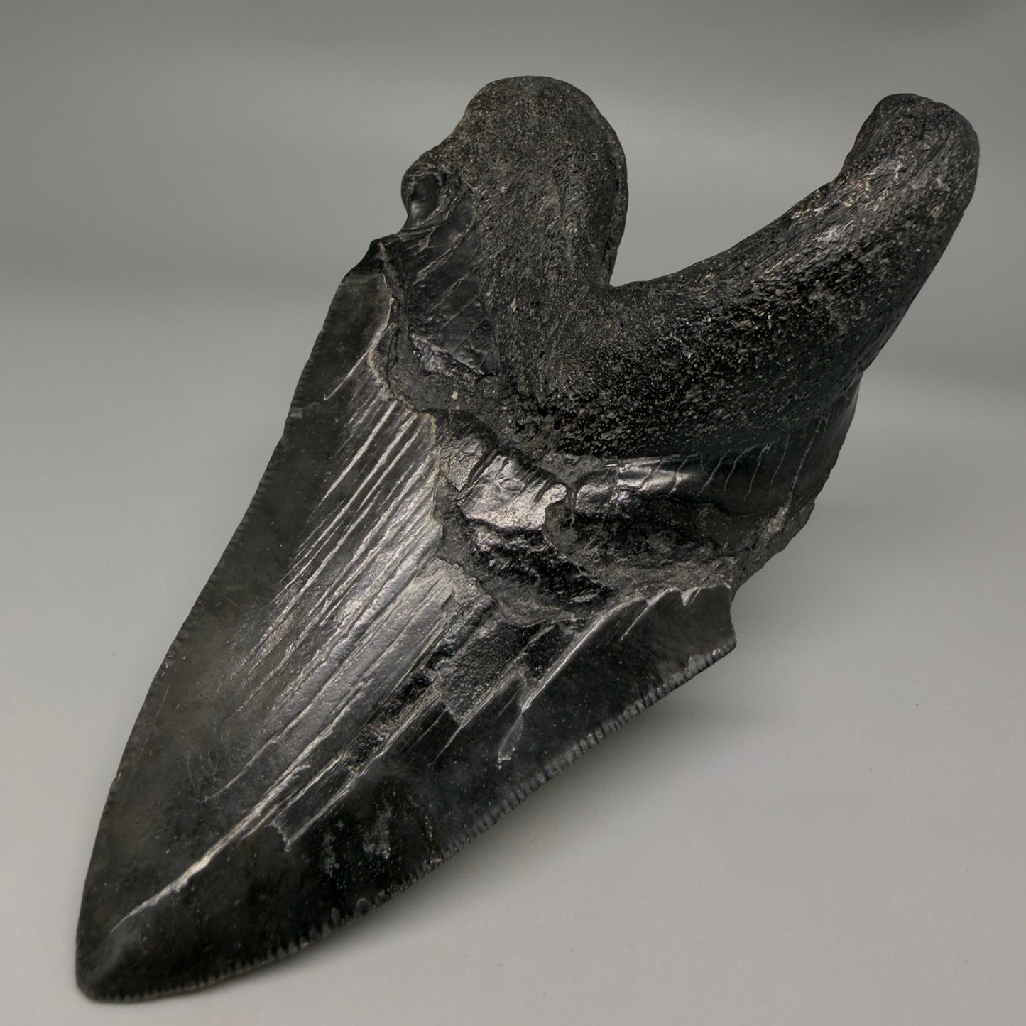 Back Right View Collector's Quality, RARE Deformed 4.81" Fossil Megalodon Tooth - South Carolina CM6384