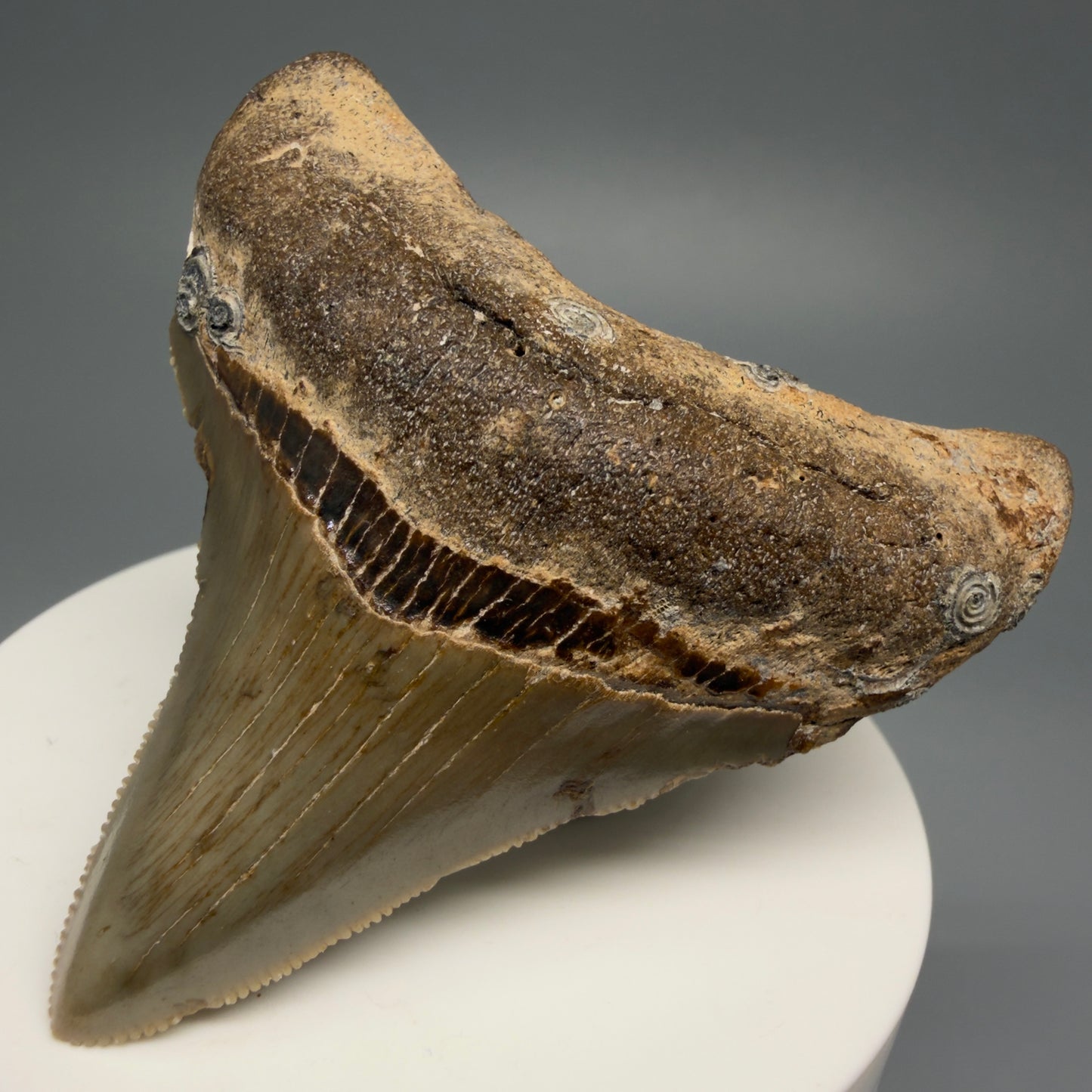 Front Right View 2.62" Fossil Megalodon Tooth - Authentic Carcharocles megalodon Fossil from North Carolina CM5450 