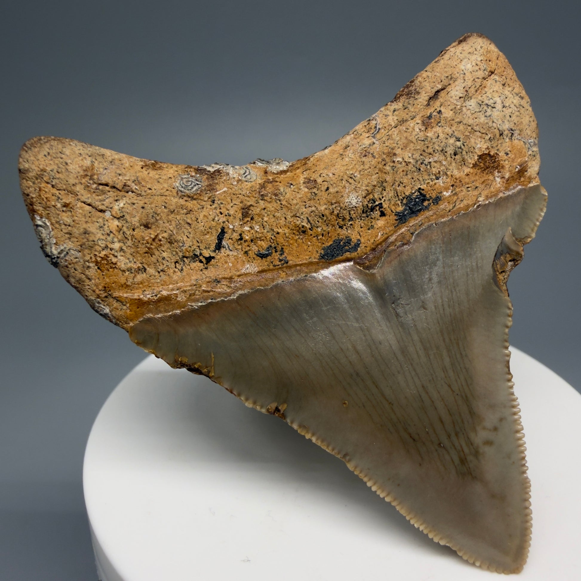 Back Left View 2.62" Fossil Megalodon Tooth - Authentic Carcharocles megalodon Fossil from North Carolina CM5450 