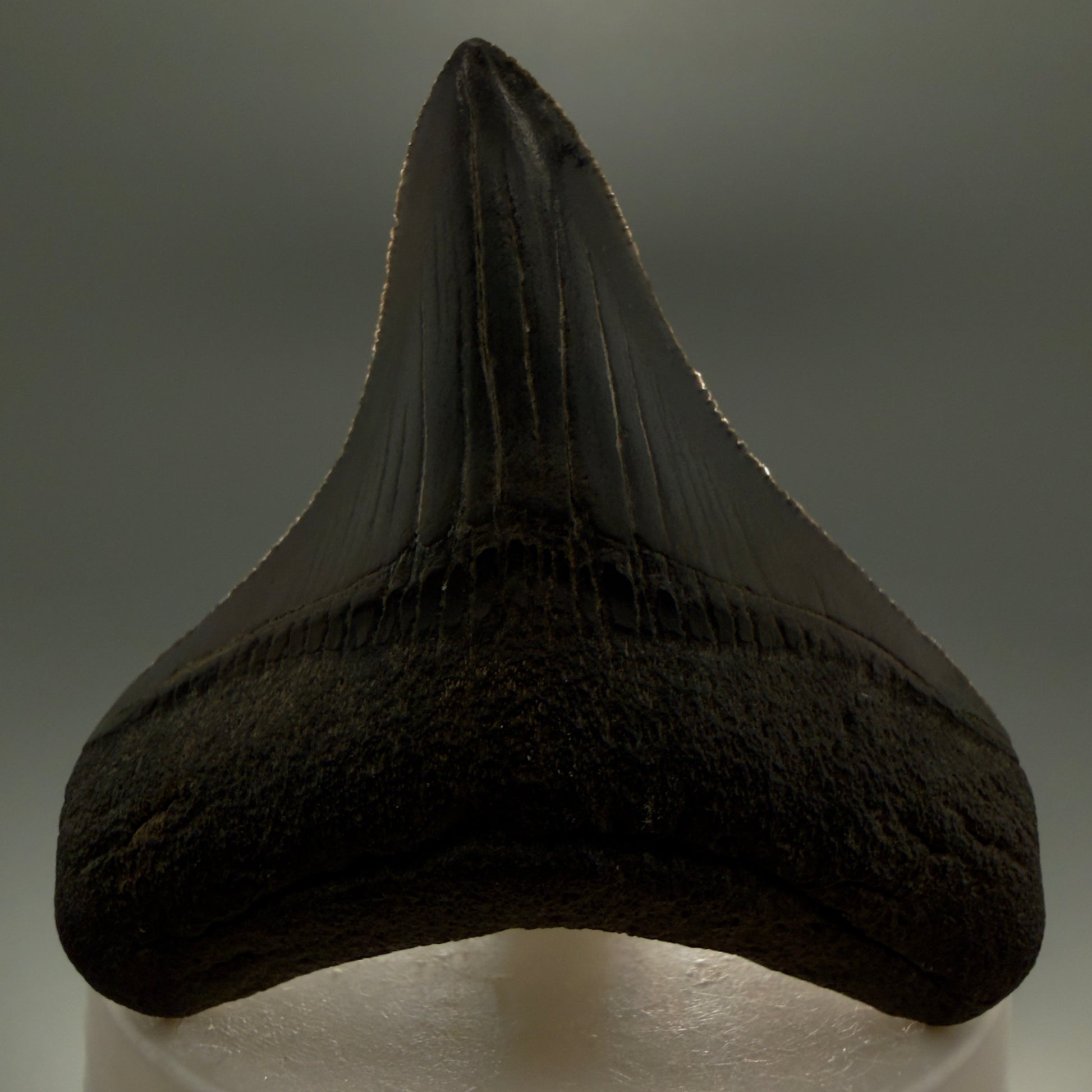Front View 2.69" Colorful lateral Fossil Megalodon Tooth – South Carolina River Find | Authentic Megalodon Tooth CM5905 - 1