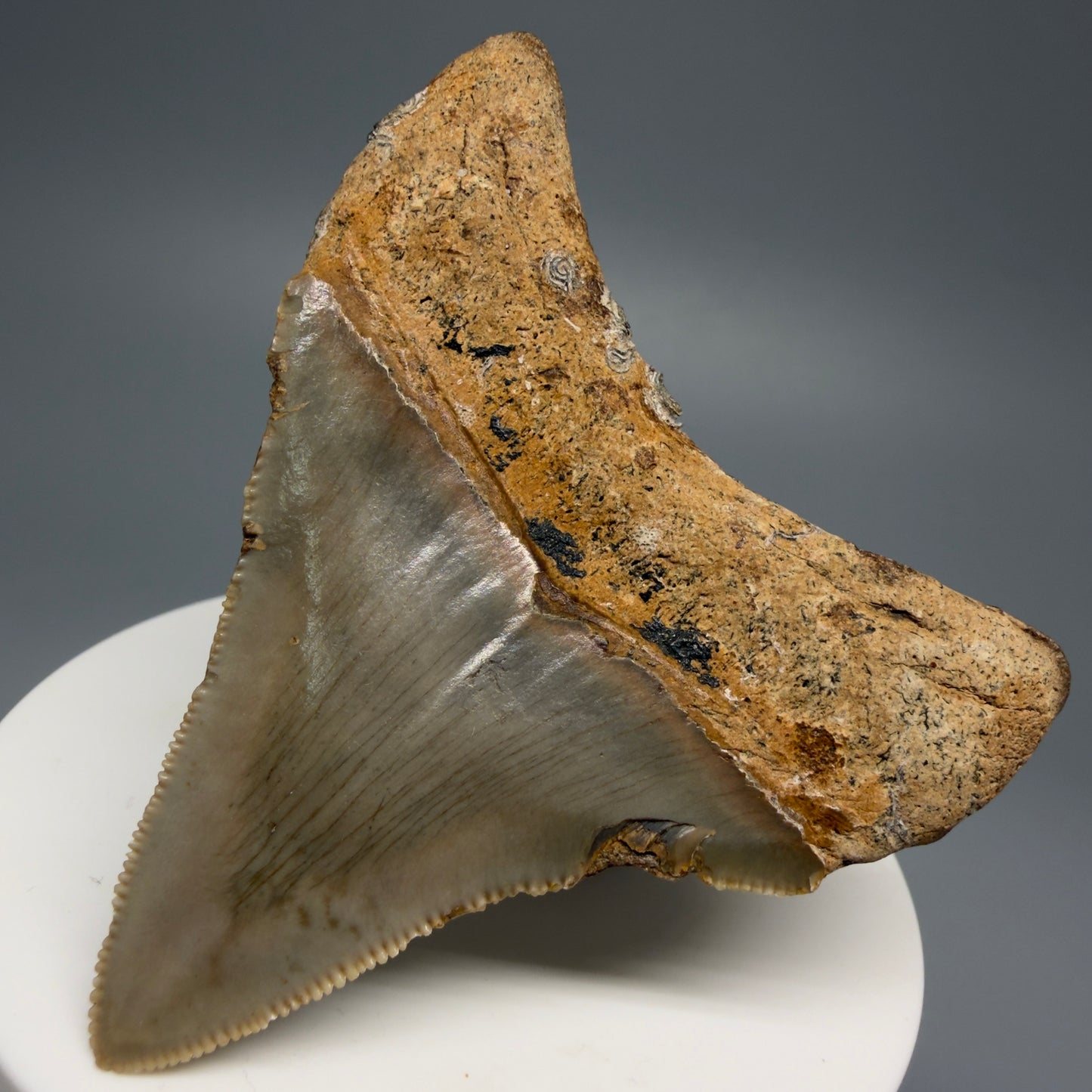 Front Right View 2.62" Fossil Megalodon Tooth - Authentic Carcharocles megalodon Fossil from North Carolina CM5450 