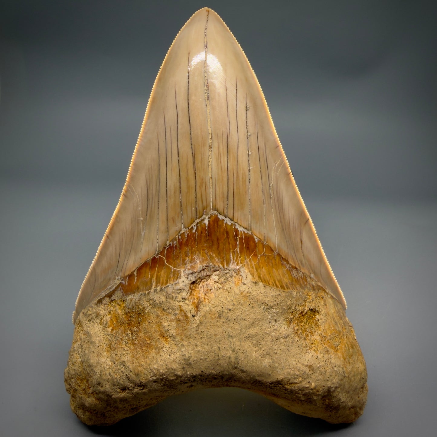 Front View Collector's Quality, colorful lower 5.30″ Colorful Megalodon Tooth – West Java Indonesia CM6380 - 4