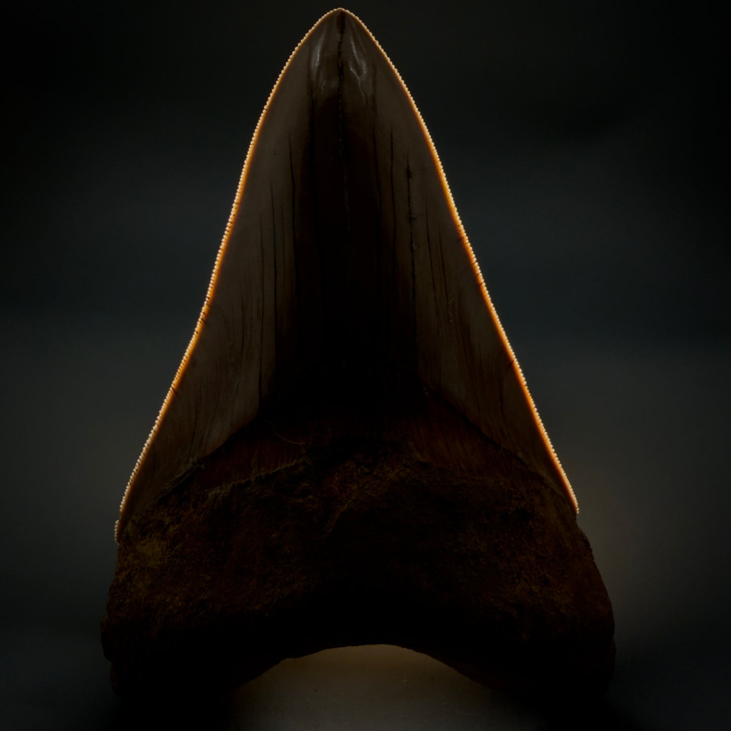 Front View Collector's Quality, colorful lower 5.30″ Colorful Megalodon Tooth – West Java Indonesia CM6380 - 1