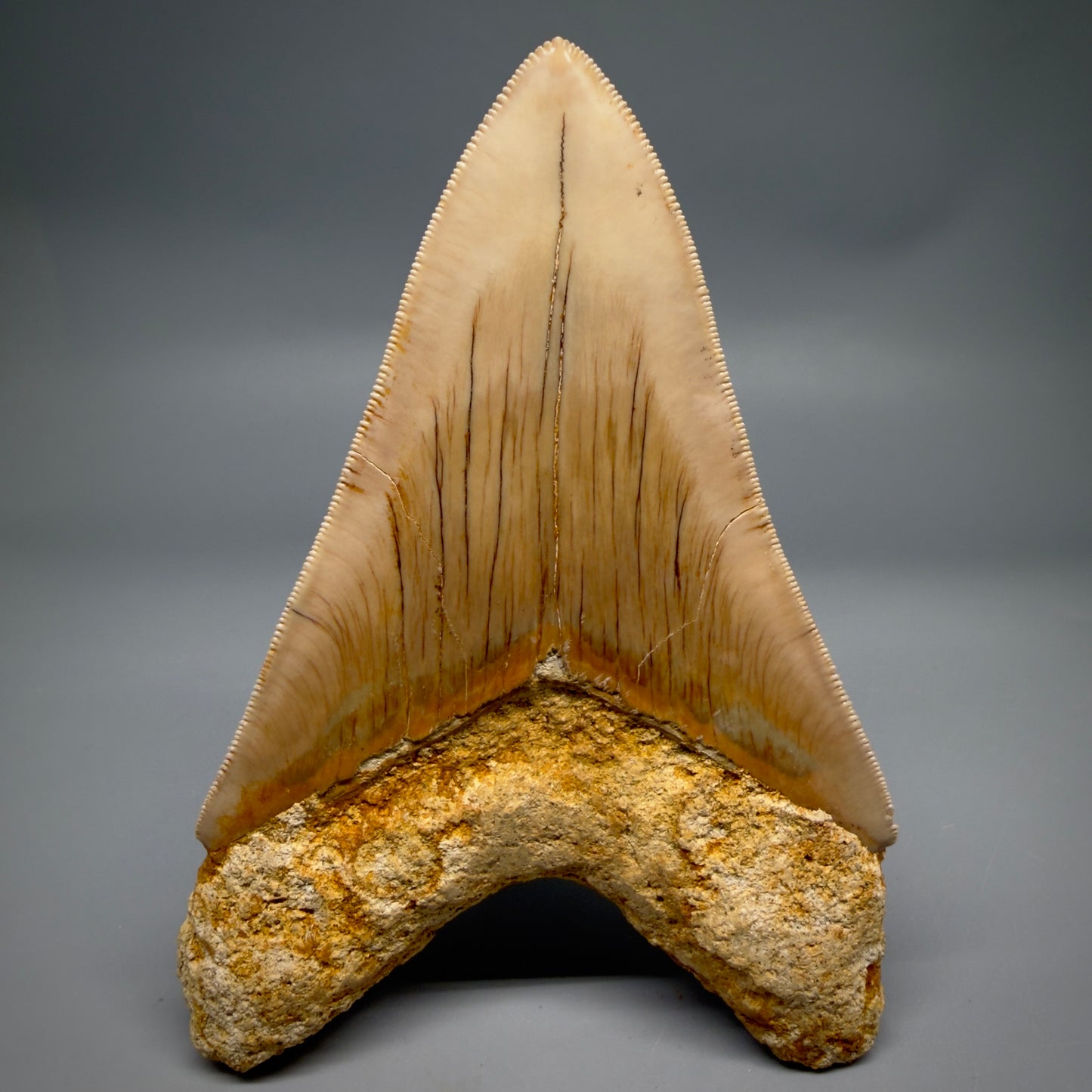 Back View Collector's Quality, colorful lower 5.30″ Colorful Megalodon Tooth – West Java Indonesia CM6380