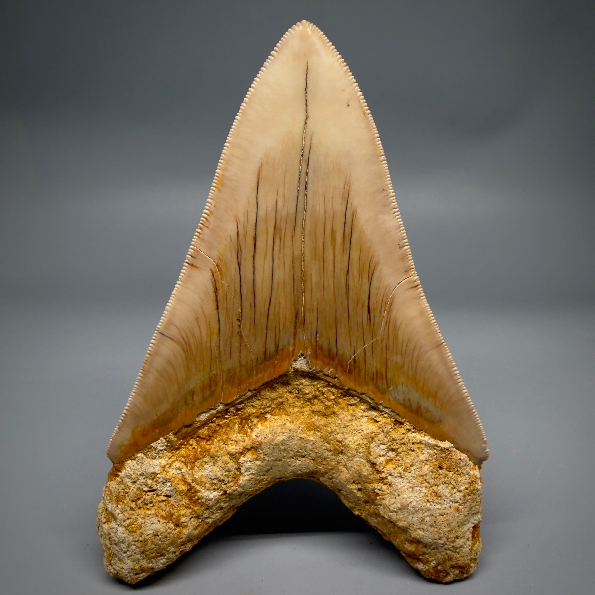 Back View Collector's Quality, colorful lower 5.30″ Colorful Megalodon Tooth – West Java Indonesia CM6380