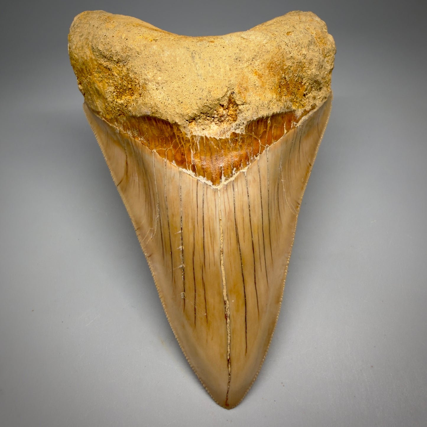 Front View Collector's Quality, colorful lower 5.30″ Colorful Megalodon Tooth – West Java Indonesia CM6380 - 2