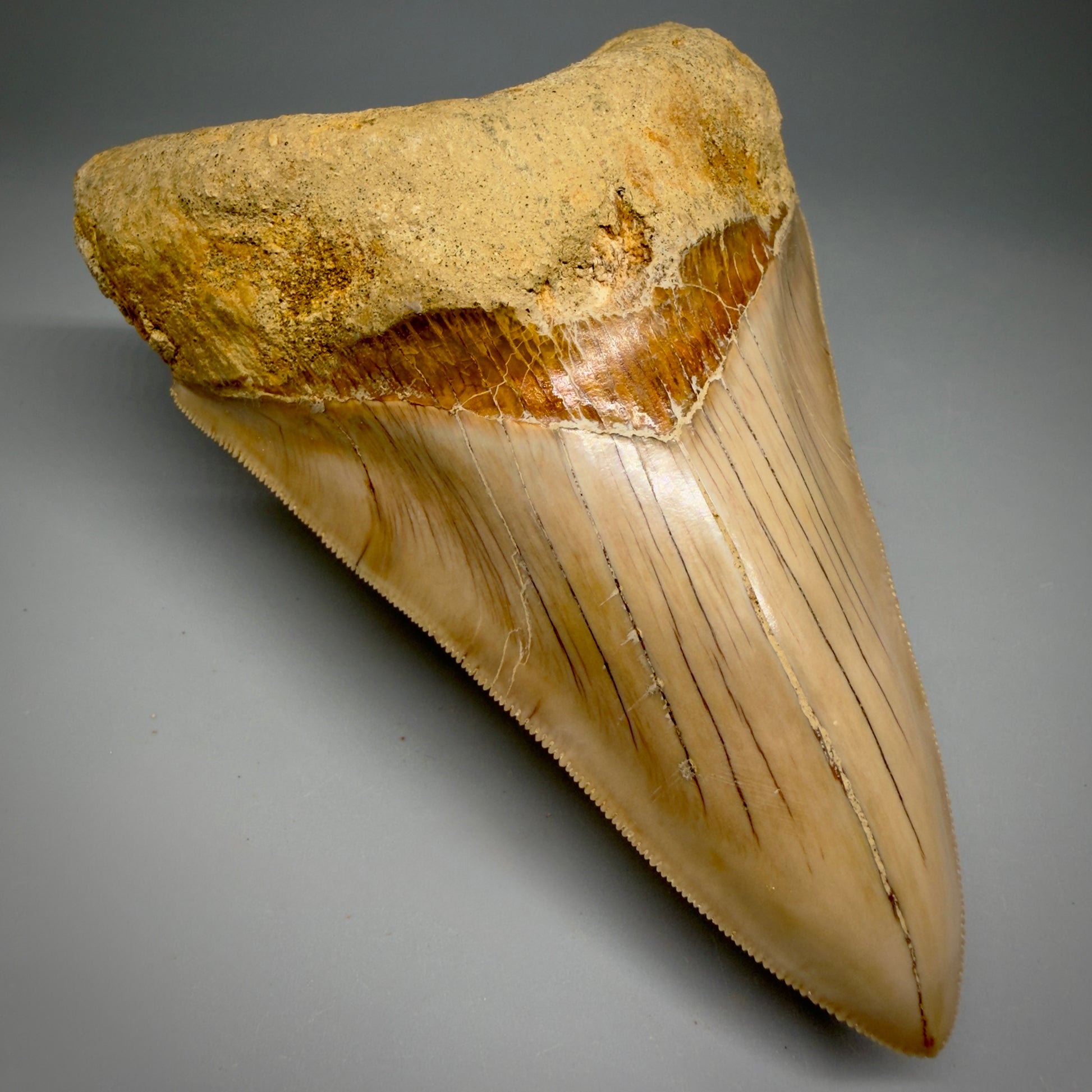 Front Left View Collector's Quality, colorful lower 5.30″ Colorful Megalodon Tooth – West Java Indonesia CM6380