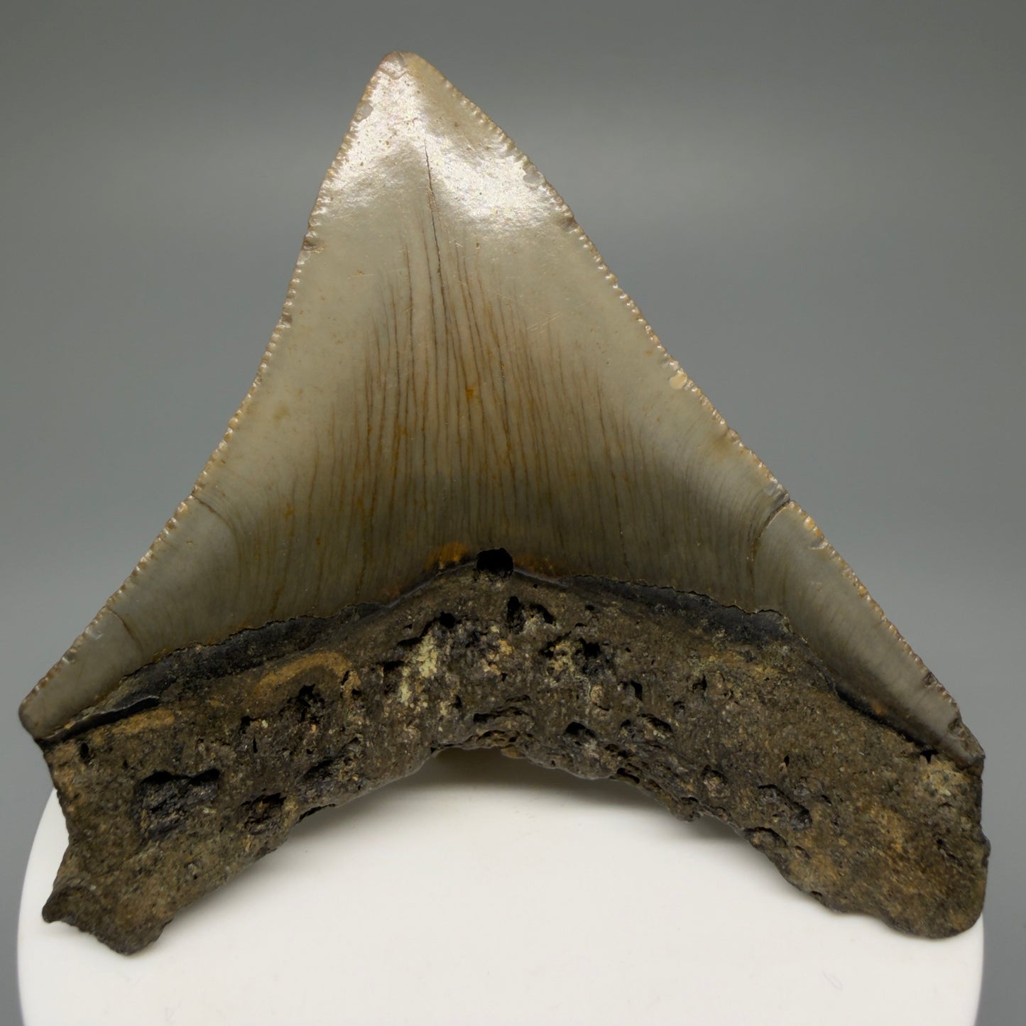 Back View 2.81" Fossil Megalodon Tooth - Authentic Carcharocles megalodon Fossil from North Carolina CM5451 