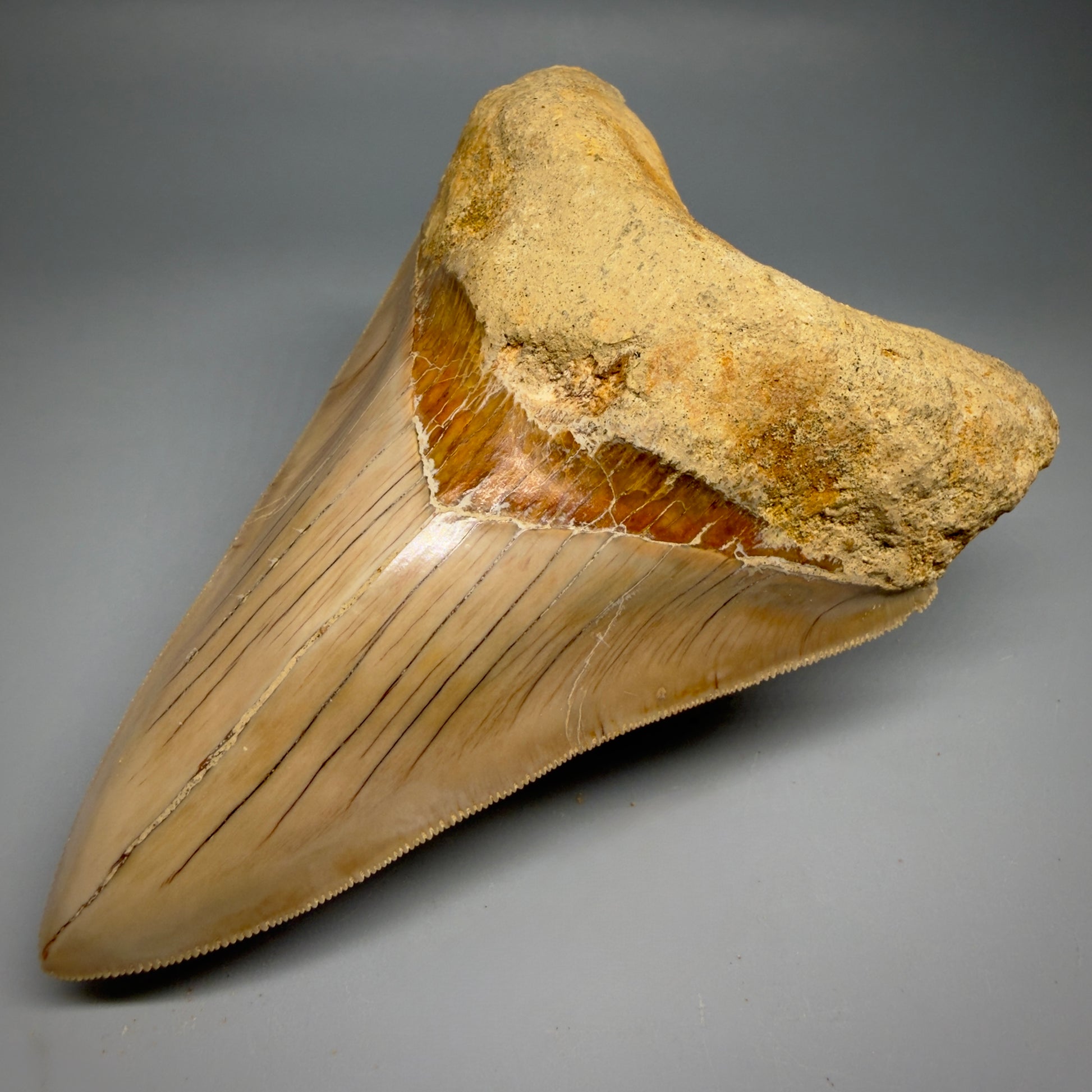 Front Right View Collector's Quality, colorful lower 5.30″ Colorful Megalodon Tooth – West Java Indonesia CM6380
