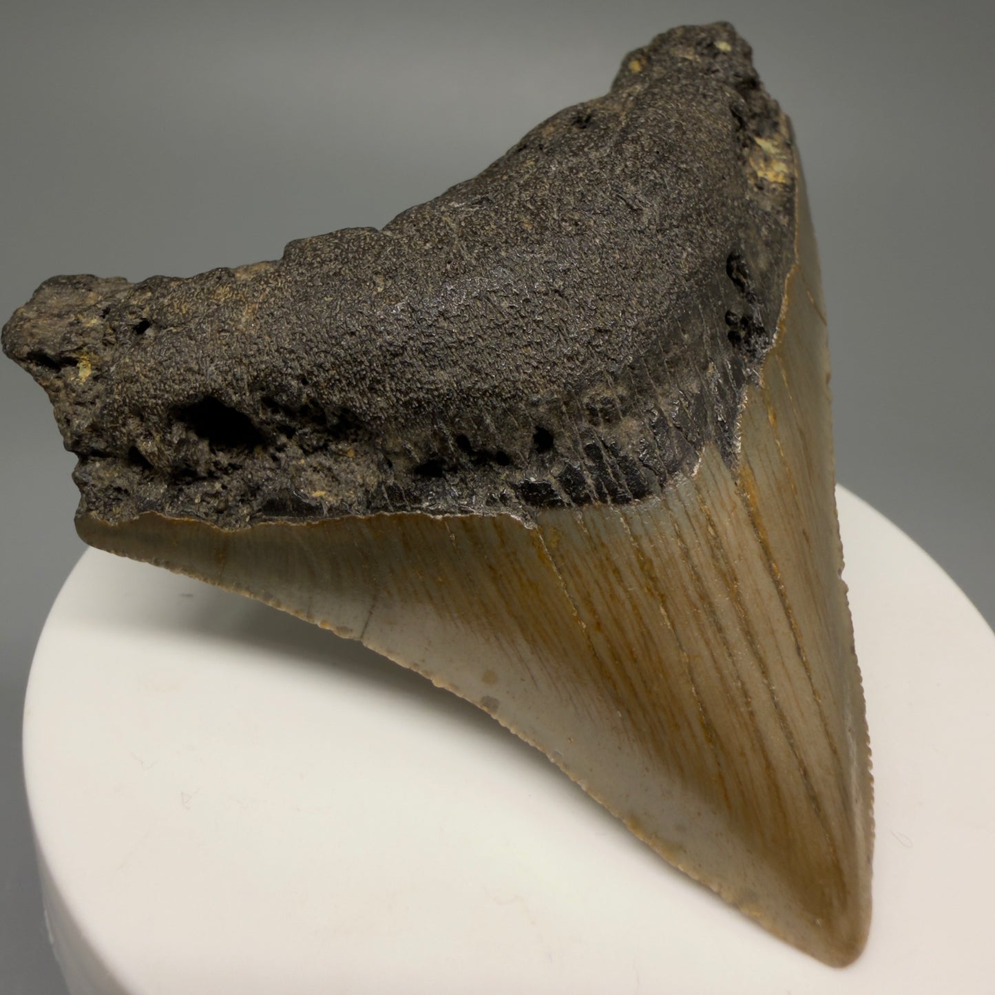 Front Left View 2.81" Fossil Megalodon Tooth - Authentic Carcharocles megalodon Fossil from North Carolina CM5451 