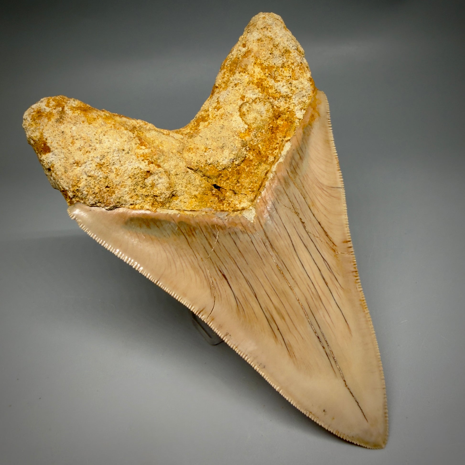 Back Left View Collector's Quality, colorful lower 5.30″ Colorful Megalodon Tooth – West Java Indonesia CM6380