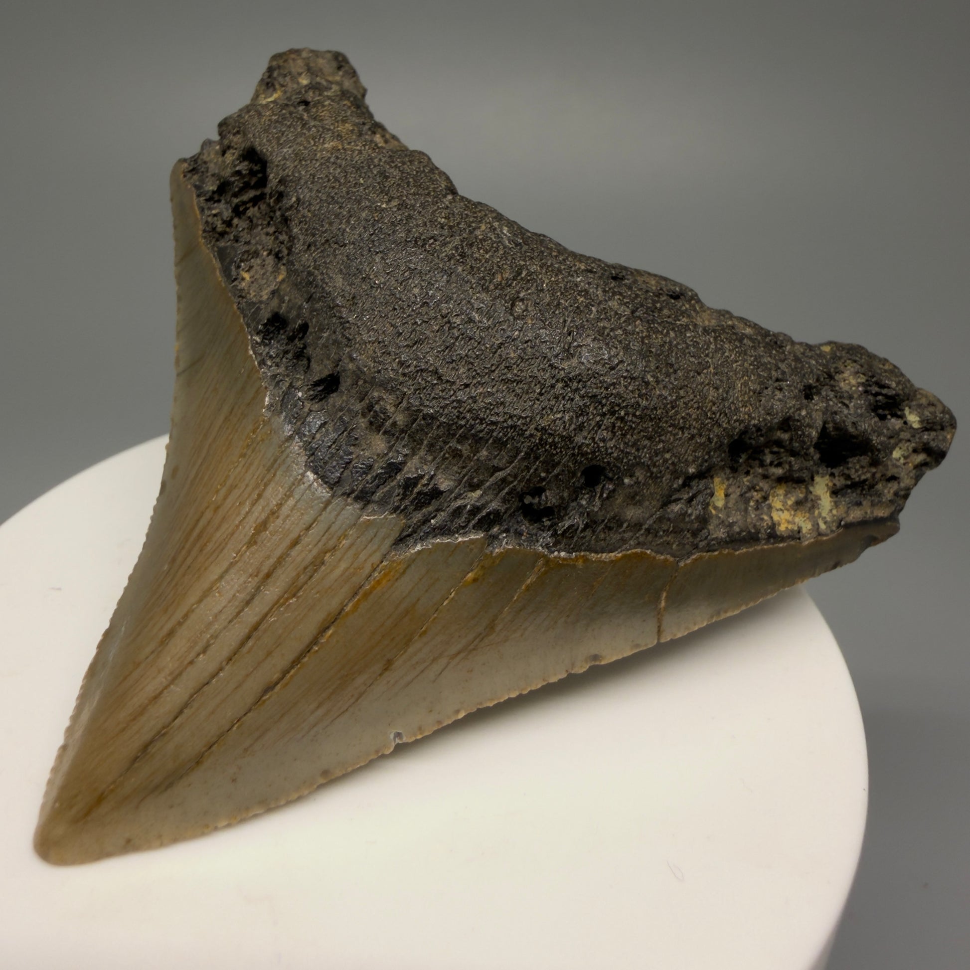 Front Right View 2.81" Fossil Megalodon Tooth - Authentic Carcharocles megalodon Fossil from North Carolina CM5451 
