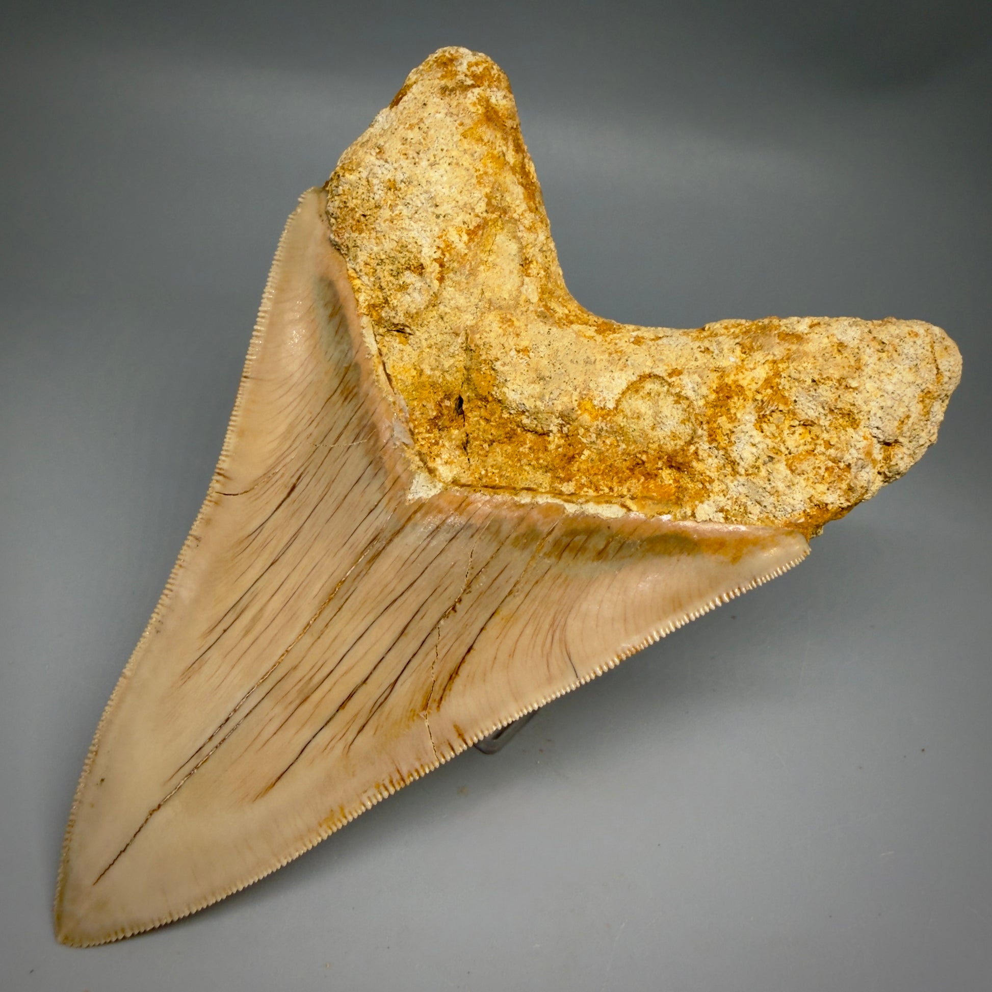 Back Right View Collector's Quality, colorful lower 5.30″ Colorful Megalodon Tooth – West Java Indonesia CM6380