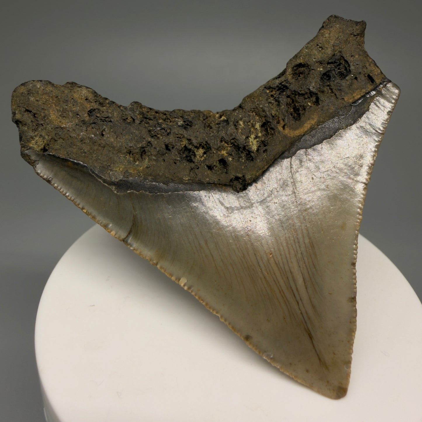 Back Left View 2.81" Fossil Megalodon Tooth - Authentic Carcharocles megalodon Fossil from North Carolina CM5451 