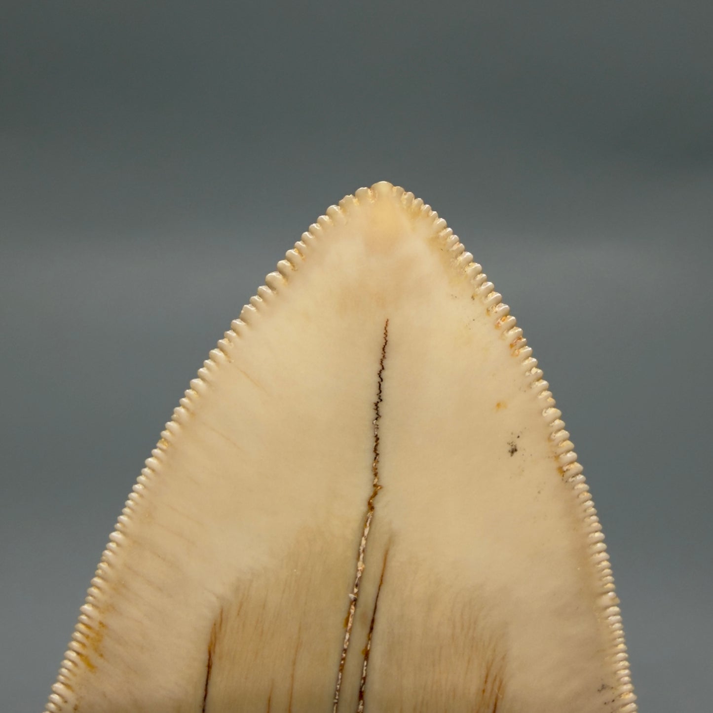 Tip detail View Collector's Quality, colorful lower 5.30″ Colorful Megalodon Tooth – West Java Indonesia CM6380