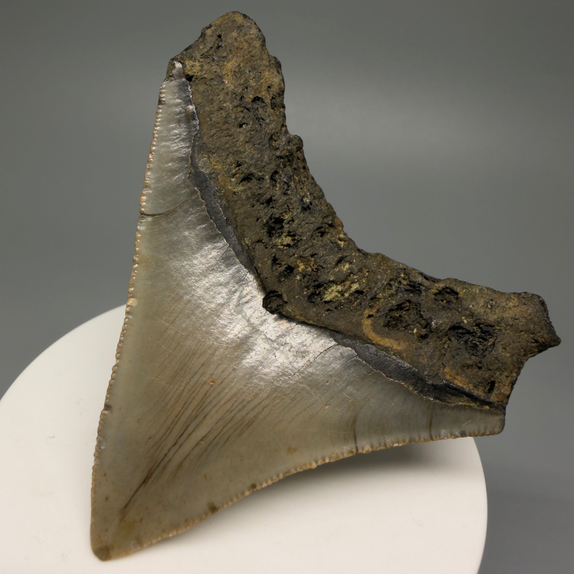 Back Right View 2.81" Fossil Megalodon Tooth - Authentic Carcharocles megalodon Fossil from North Carolina CM5451 