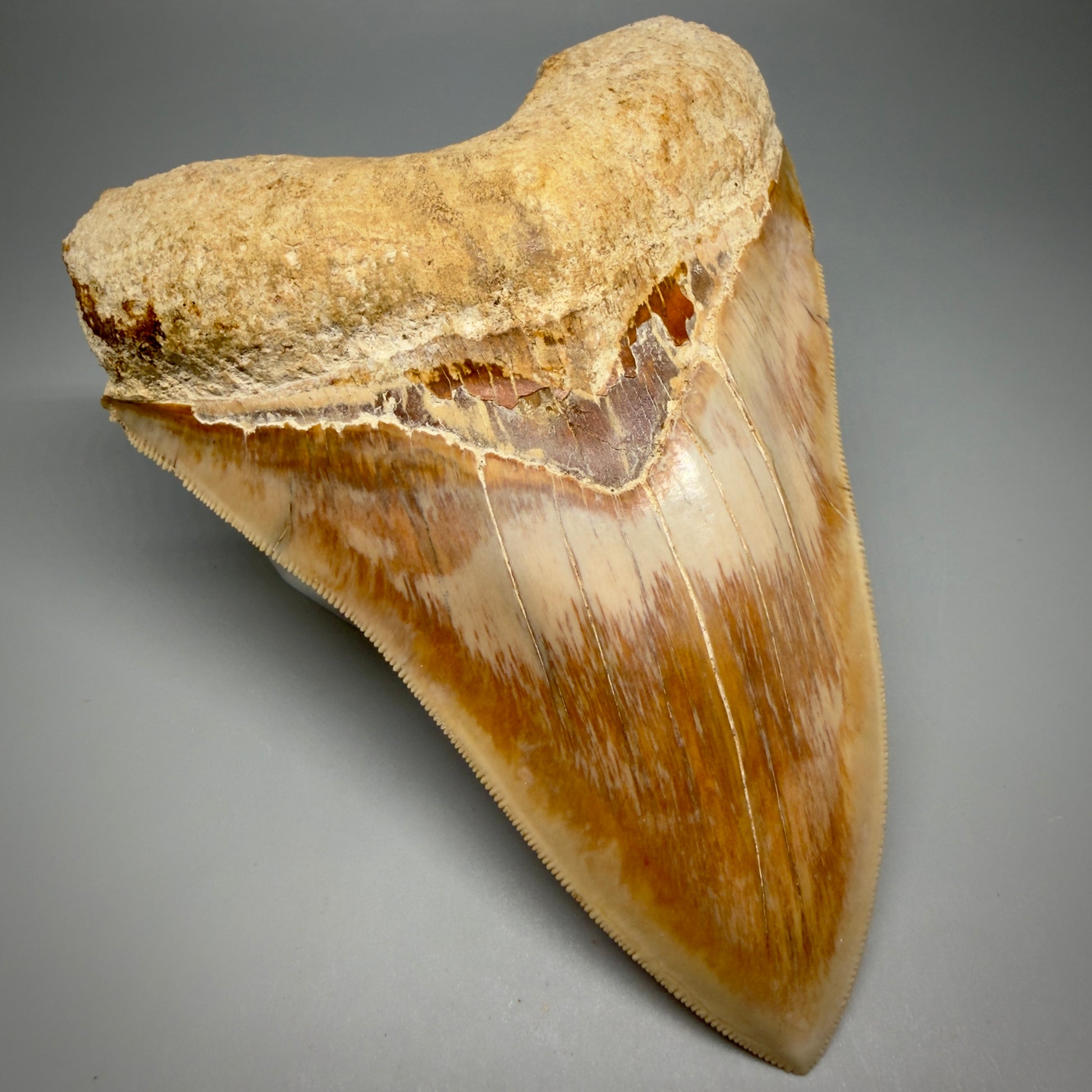 Front Left View Authentic, Collector's quality 5.57″ Colorful Megalodon Tooth – West Java Indonesia CM6382