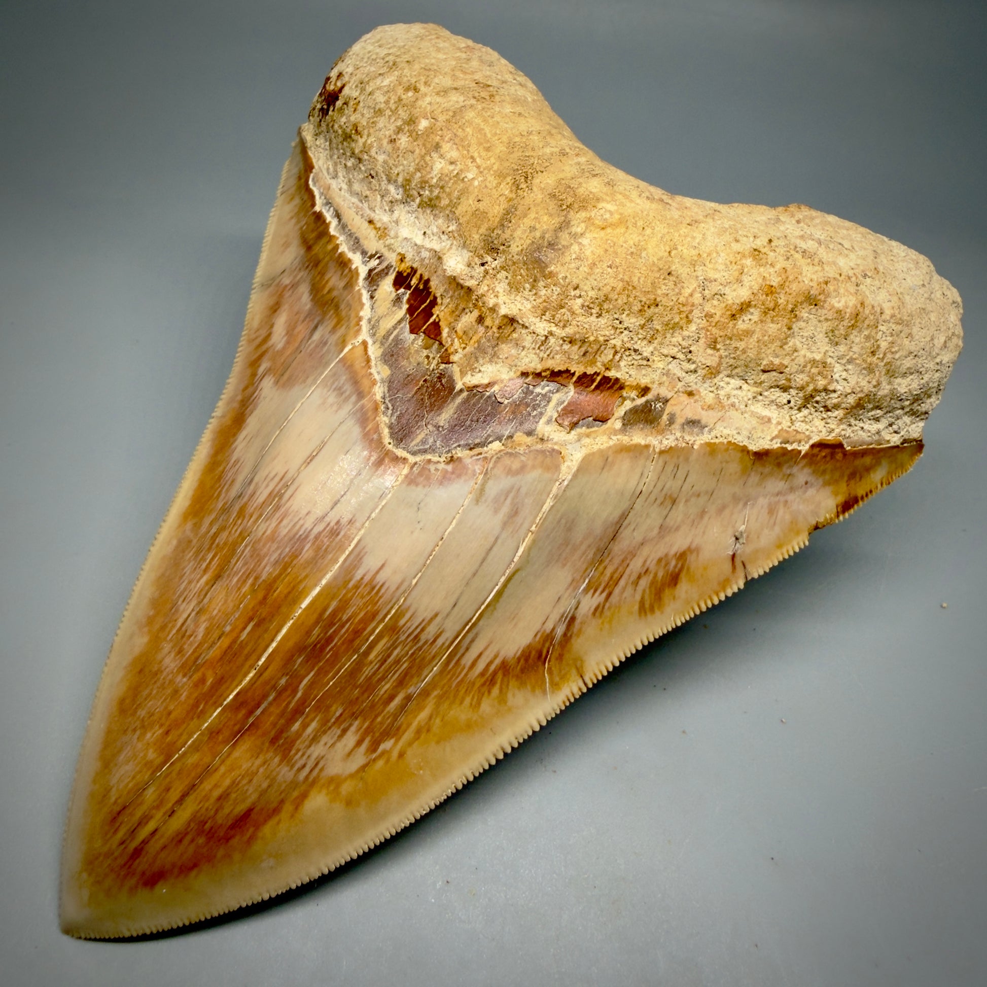 Front Right View Authentic, Collector's quality 5.57″ Colorful Megalodon Tooth – West Java Indonesia CM6382