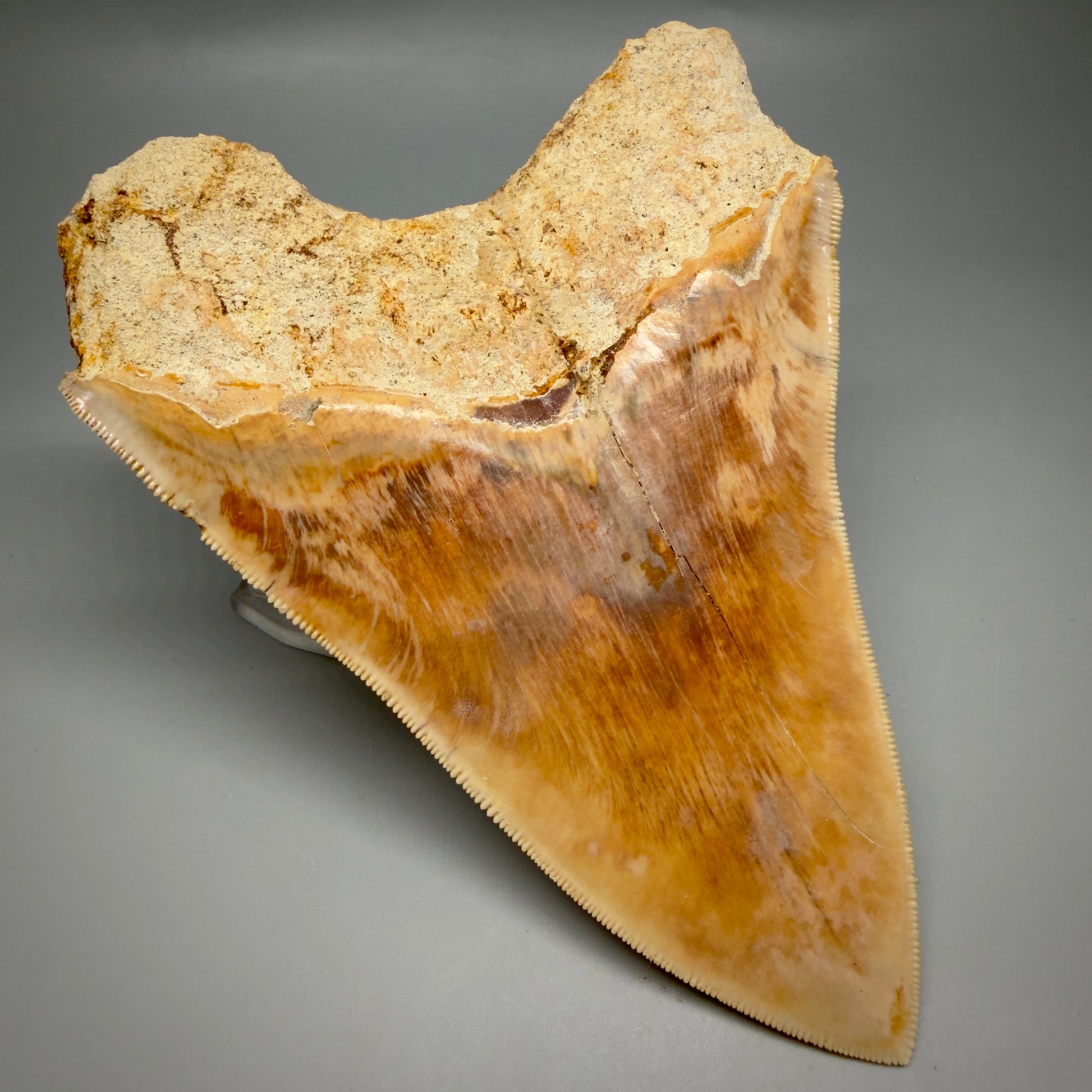 Back Left View Authentic, Collector's quality 5.57″ Colorful Megalodon Tooth – West Java Indonesia CM6382