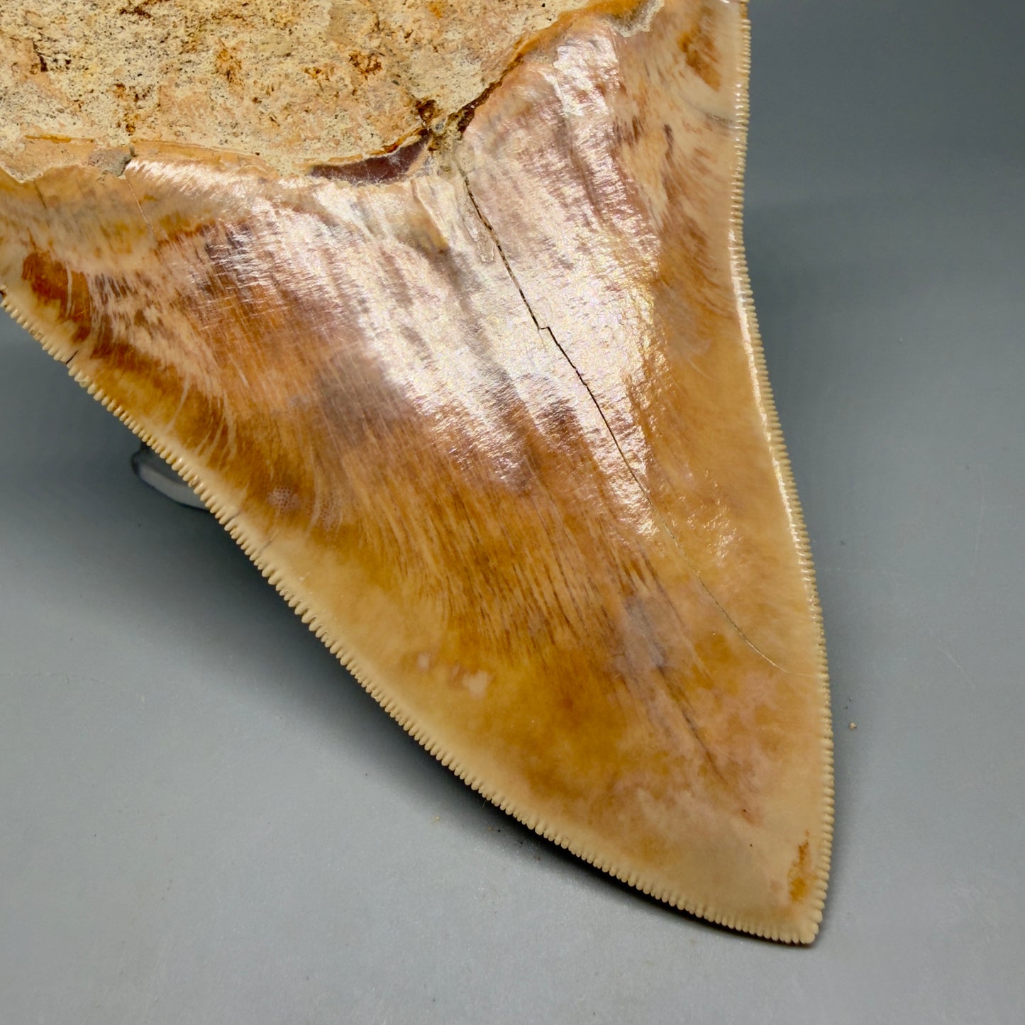Back Left View Authentic, Collector's quality 5.57″ Colorful Megalodon Tooth – West Java Indonesia CM6382 - 1