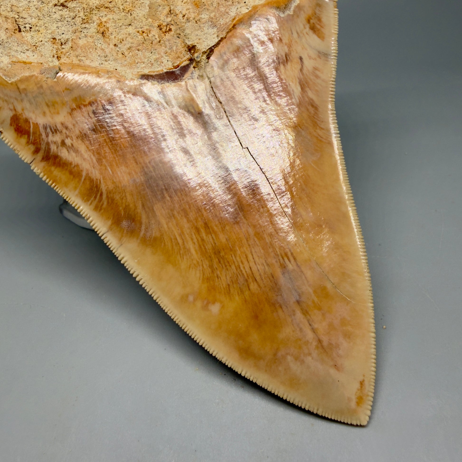 Back Left View Authentic, Collector's quality 5.57″ Colorful Megalodon Tooth – West Java Indonesia CM6382 - 1