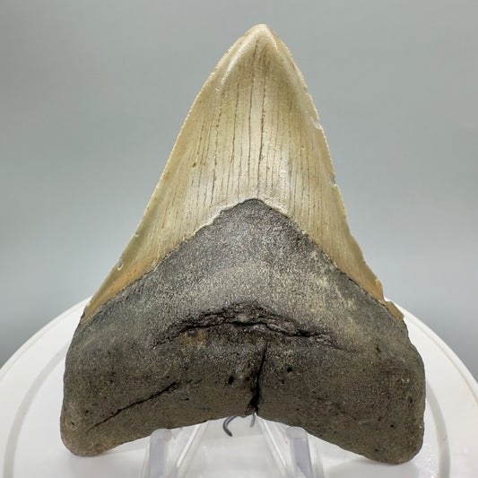 Colorful 3.95" Fossil Megalodon Tooth from North Carolina - Front