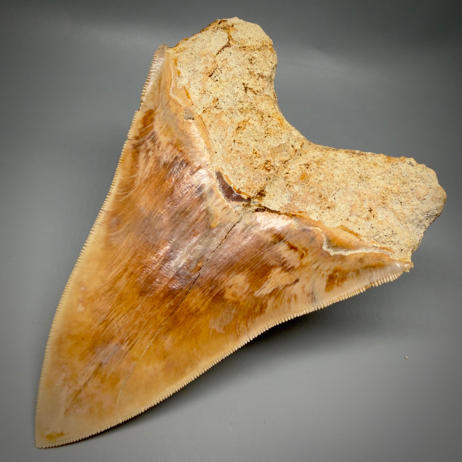 Back Right View Authentic, Collector's quality 5.57″ Colorful Megalodon Tooth – West Java Indonesia CM6382