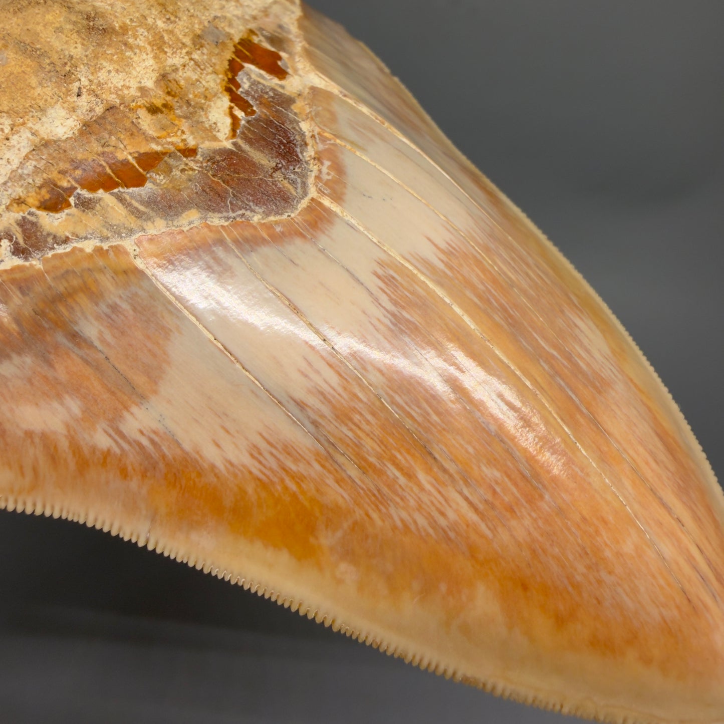 Authentic, Collector's quality 5.57″ Colorful Megalodon Tooth – West Java Indonesia