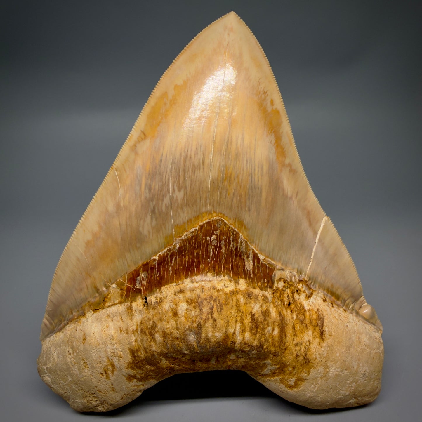 Front View Authentic, Collector's quality 5.67″ Colorful Megalodon Tooth – West Java Indonesia CM6381 - 1