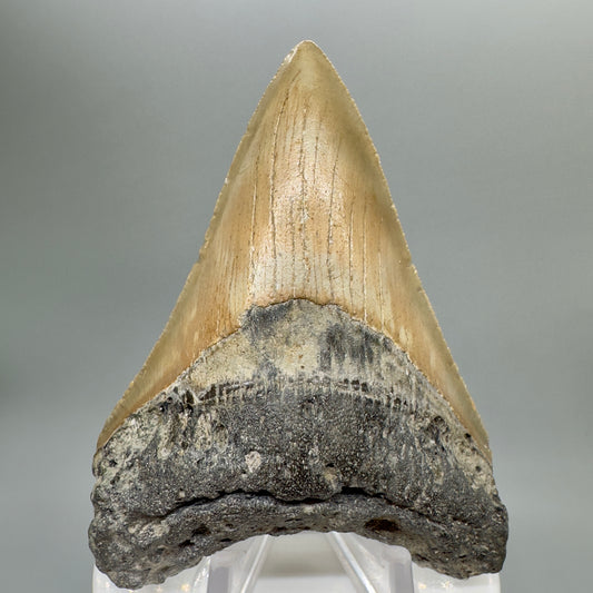 Nicely serrated lower 3.57" Fossil Megalodon Tooth from North Carolina CM4669 - Front 