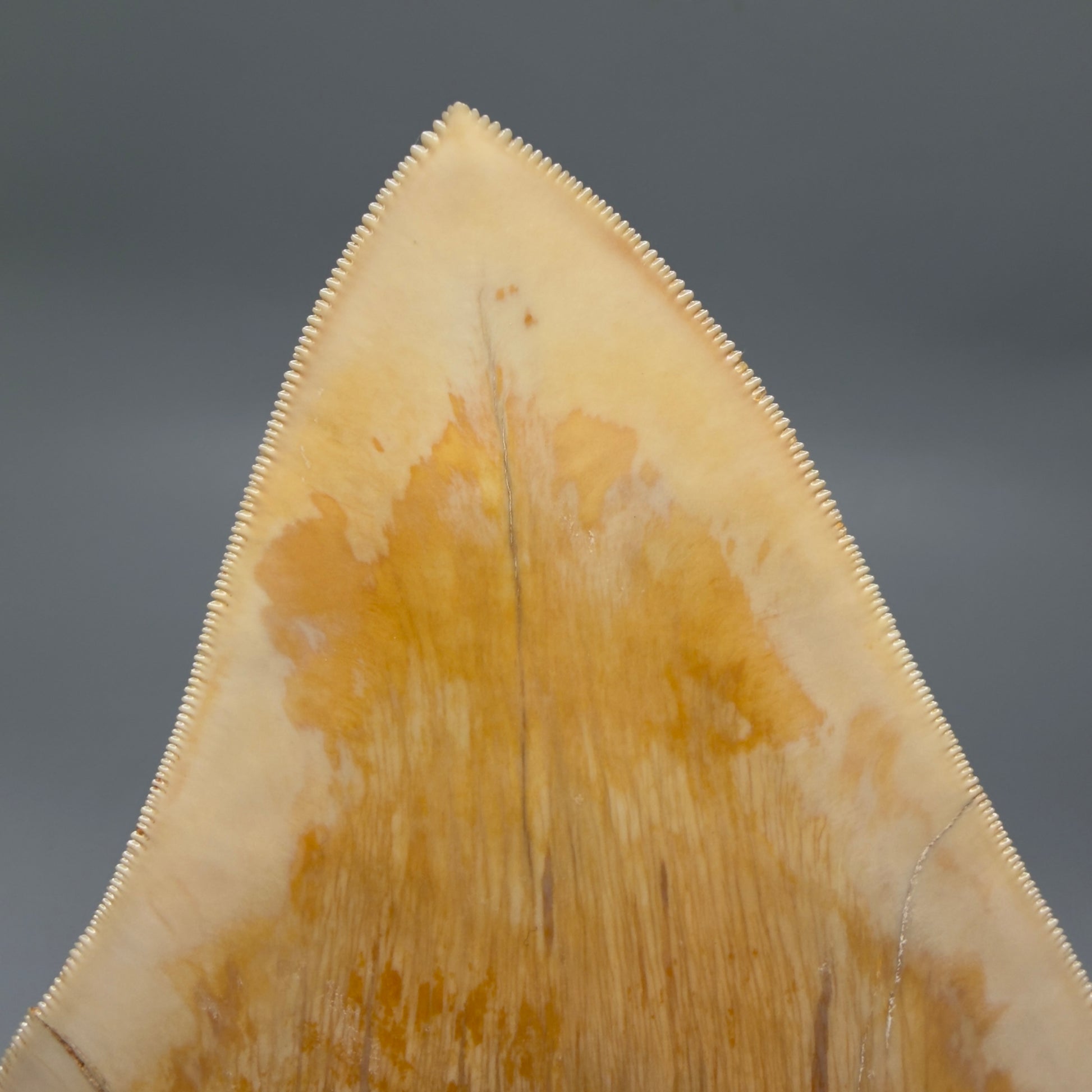 Tip Detail View Authentic, Collector's quality 5.67″ Colorful Megalodon Tooth – West Java Indonesia CM6381