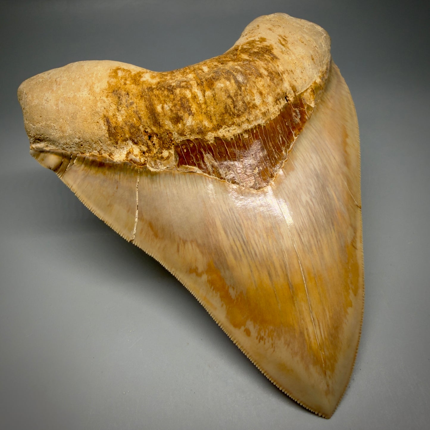 Front Left View Authentic, Collector's quality 5.67″ Colorful Megalodon Tooth – West Java Indonesia CM6381