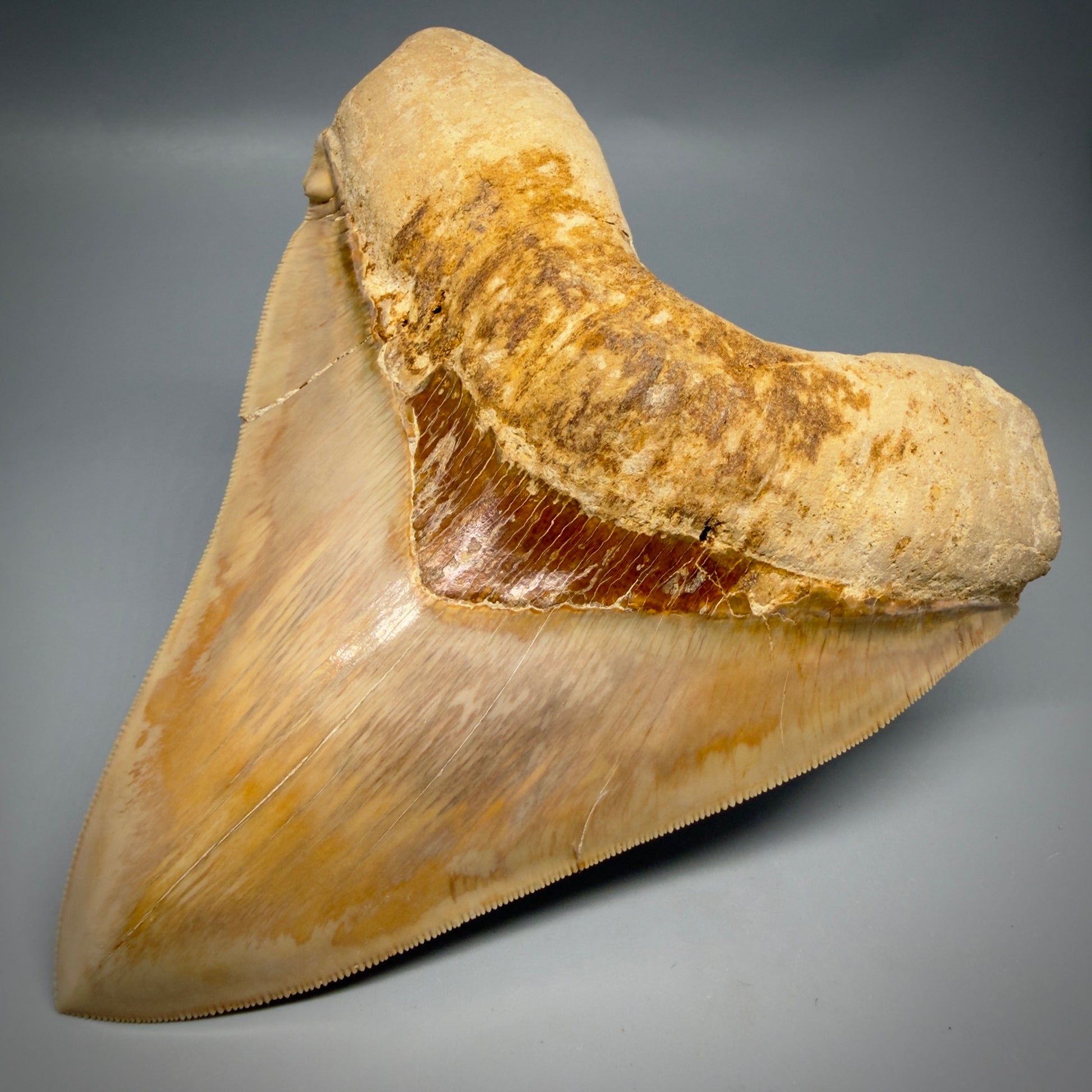 Front Right View Authentic, Collector's quality 5.67″ Colorful Megalodon Tooth – West Java Indonesia CM6381