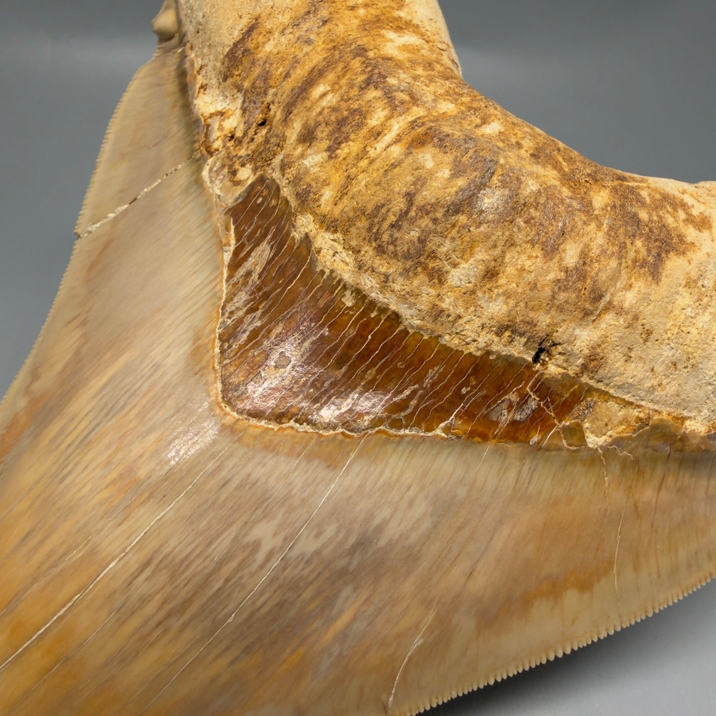Front close up View Authentic, Collector's quality 5.67″ Colorful Megalodon Tooth – West Java Indonesia CM6381