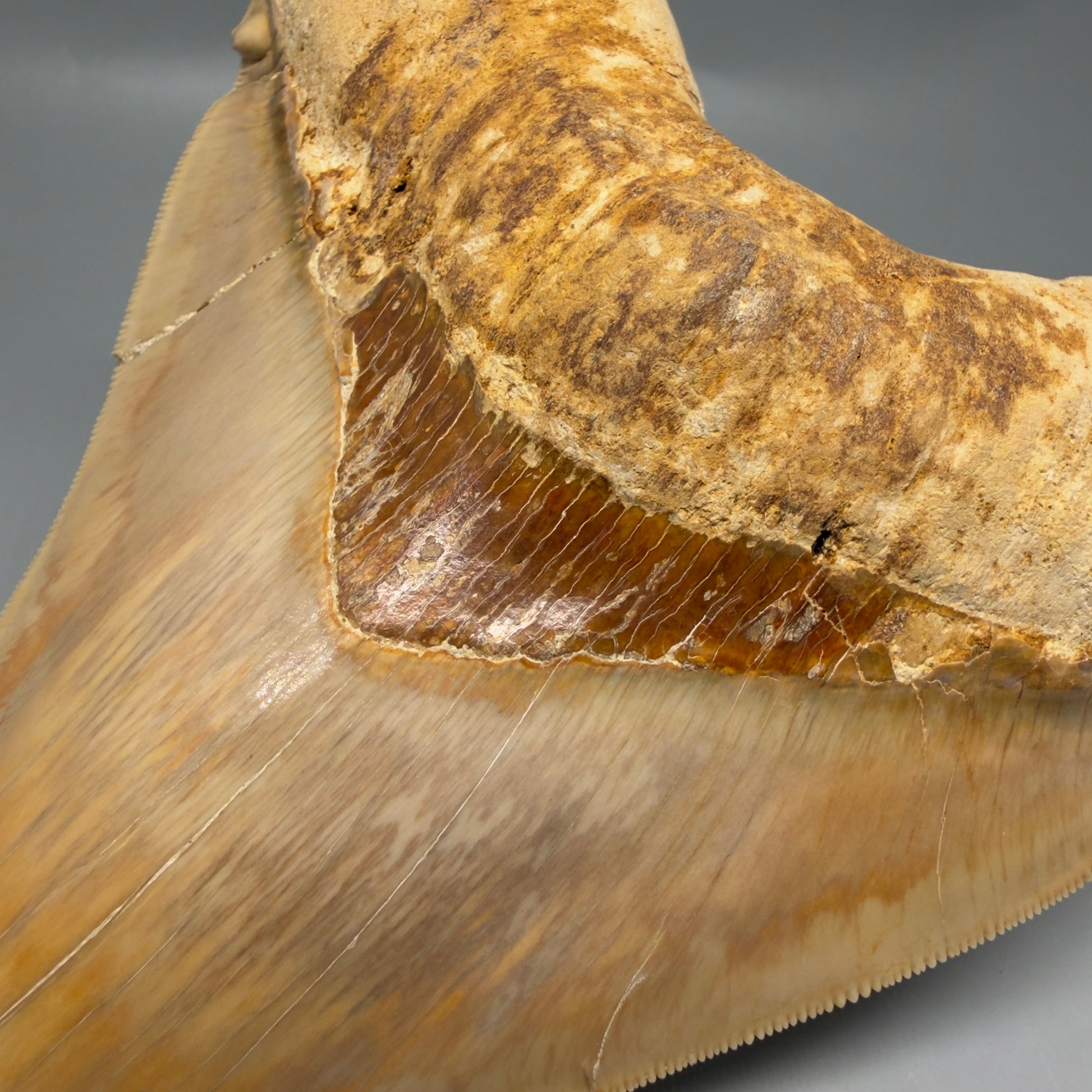 Front close up View Authentic, Collector's quality 5.67″ Colorful Megalodon Tooth – West Java Indonesia CM6381
