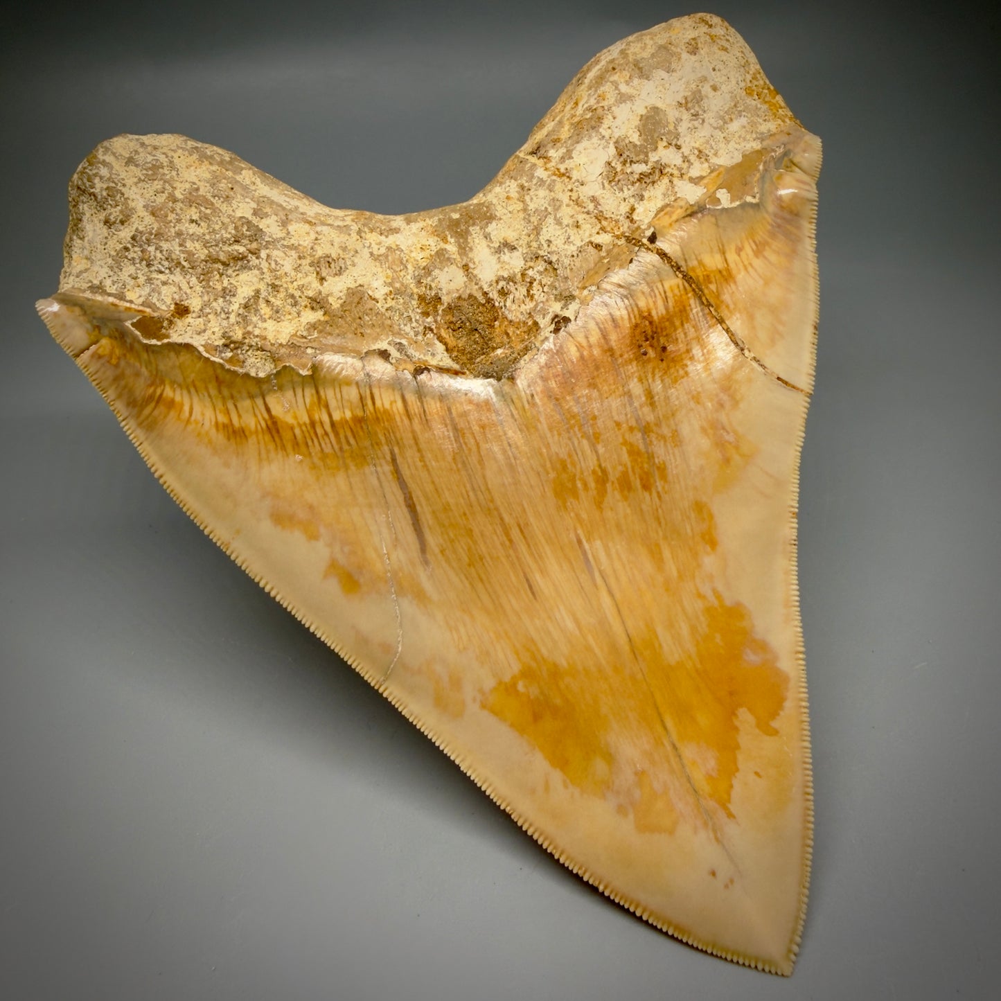Back Left View Authentic, Collector's quality 5.67″ Colorful Megalodon Tooth – West Java Indonesia CM6381