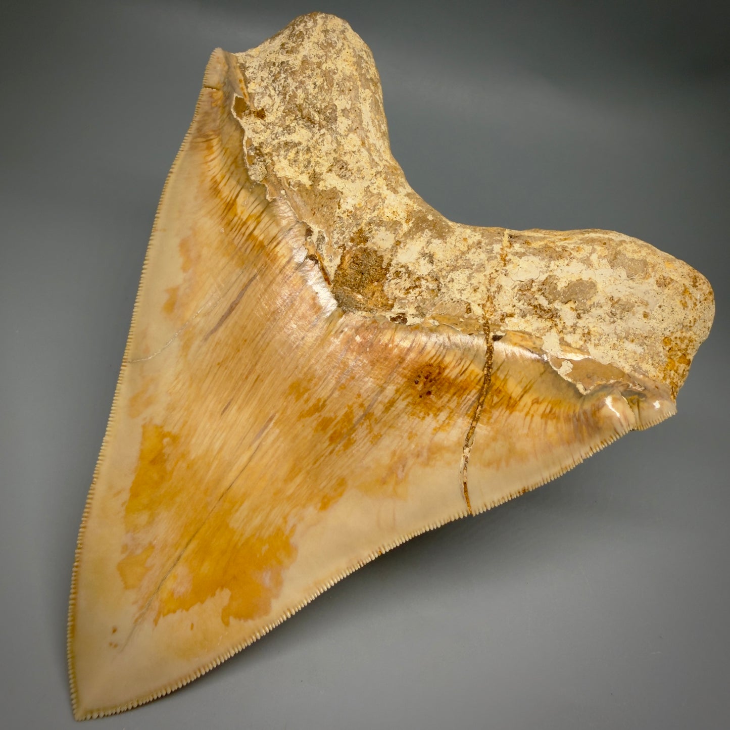 Back Right View Authentic, Collector's quality 5.67″ Colorful Megalodon Tooth – West Java Indonesia CM6381