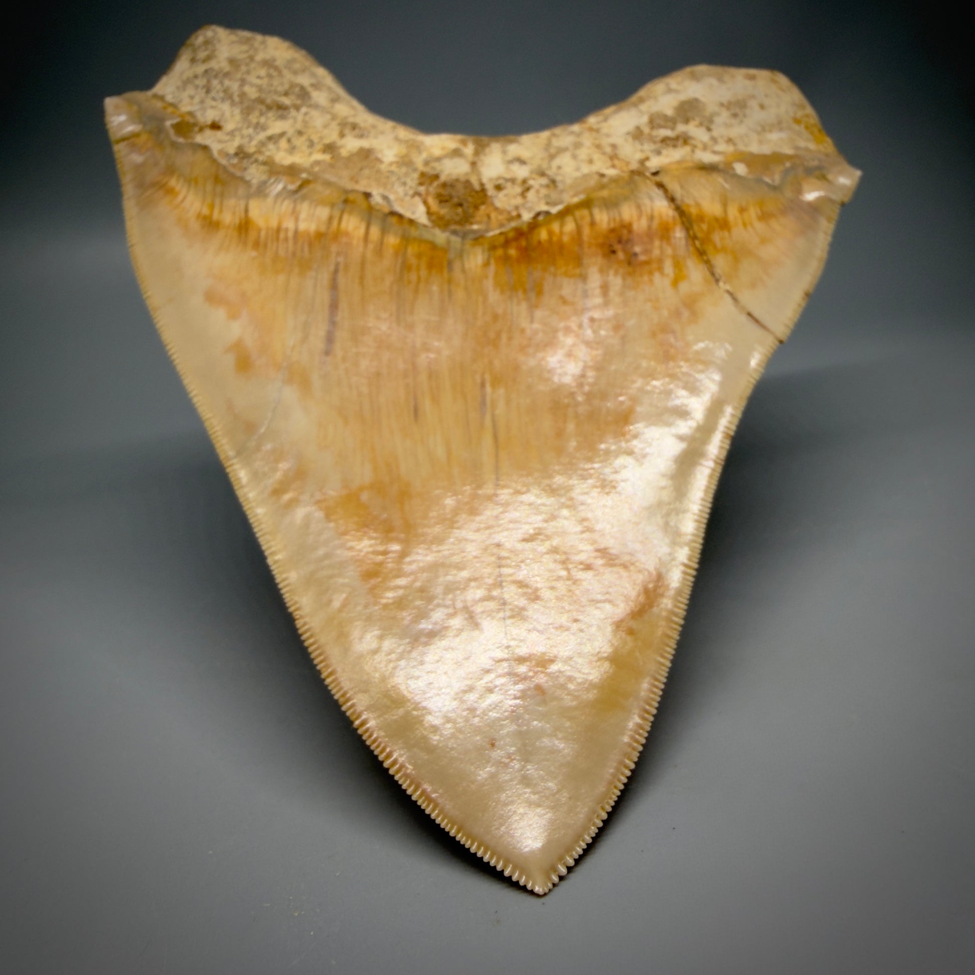 Tip detail View Authentic, Collector's quality 5.67″ Colorful Megalodon Tooth – West Java Indonesia CM6381 - 1