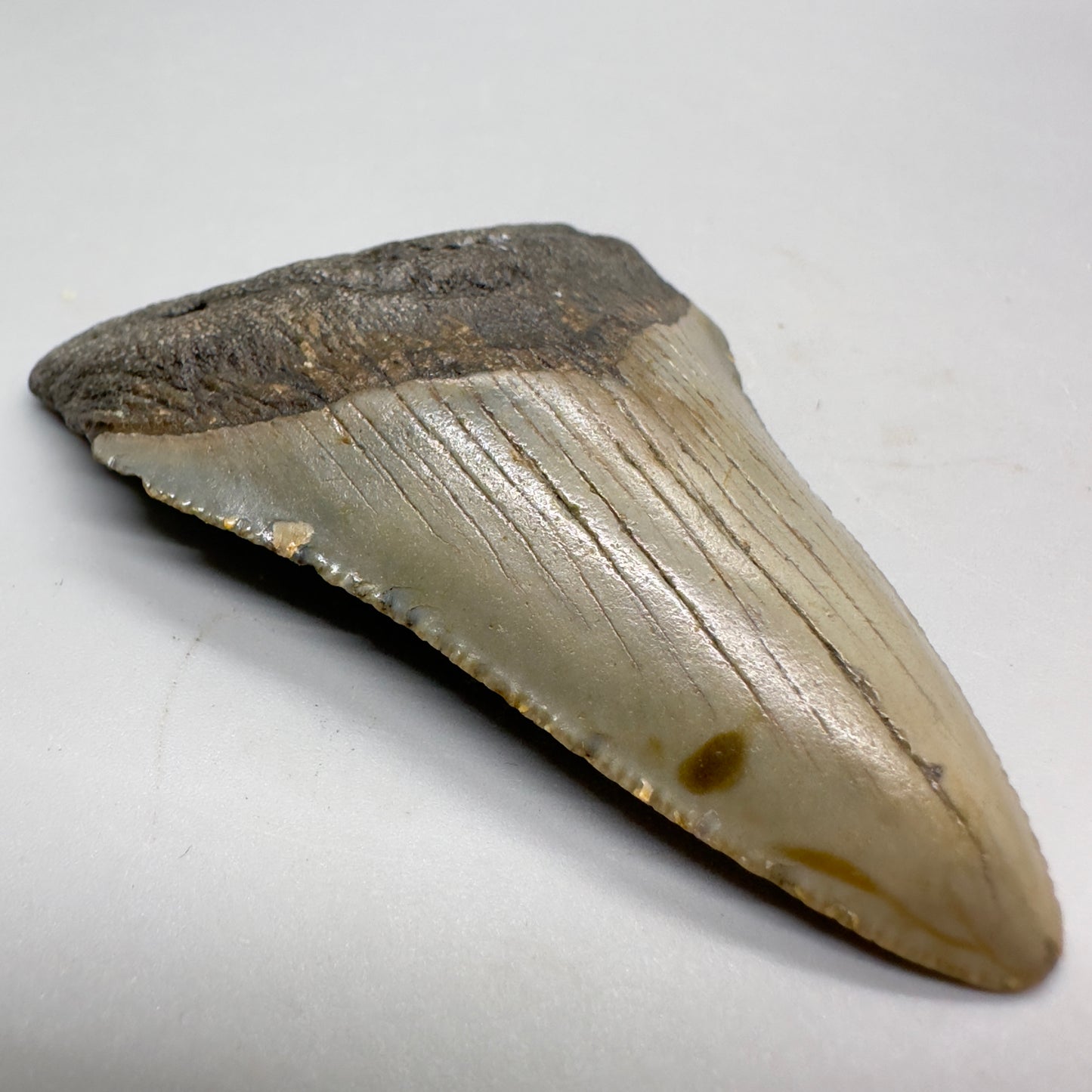 Colorful 3.02" Fossil Megalodon Tooth from North Carolina CM4665 - Front left
