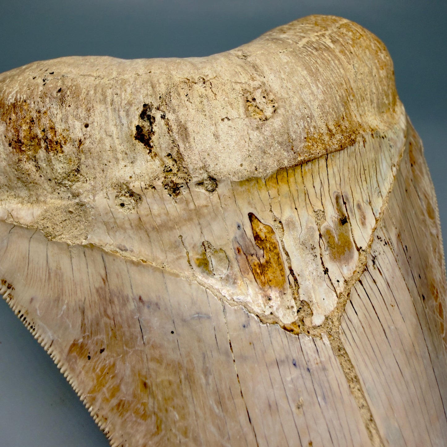 Front Left View Authentic, Collector's quality 5.57″ Colorful Megalodon Tooth – West Java Indonesia CM6383 - 2