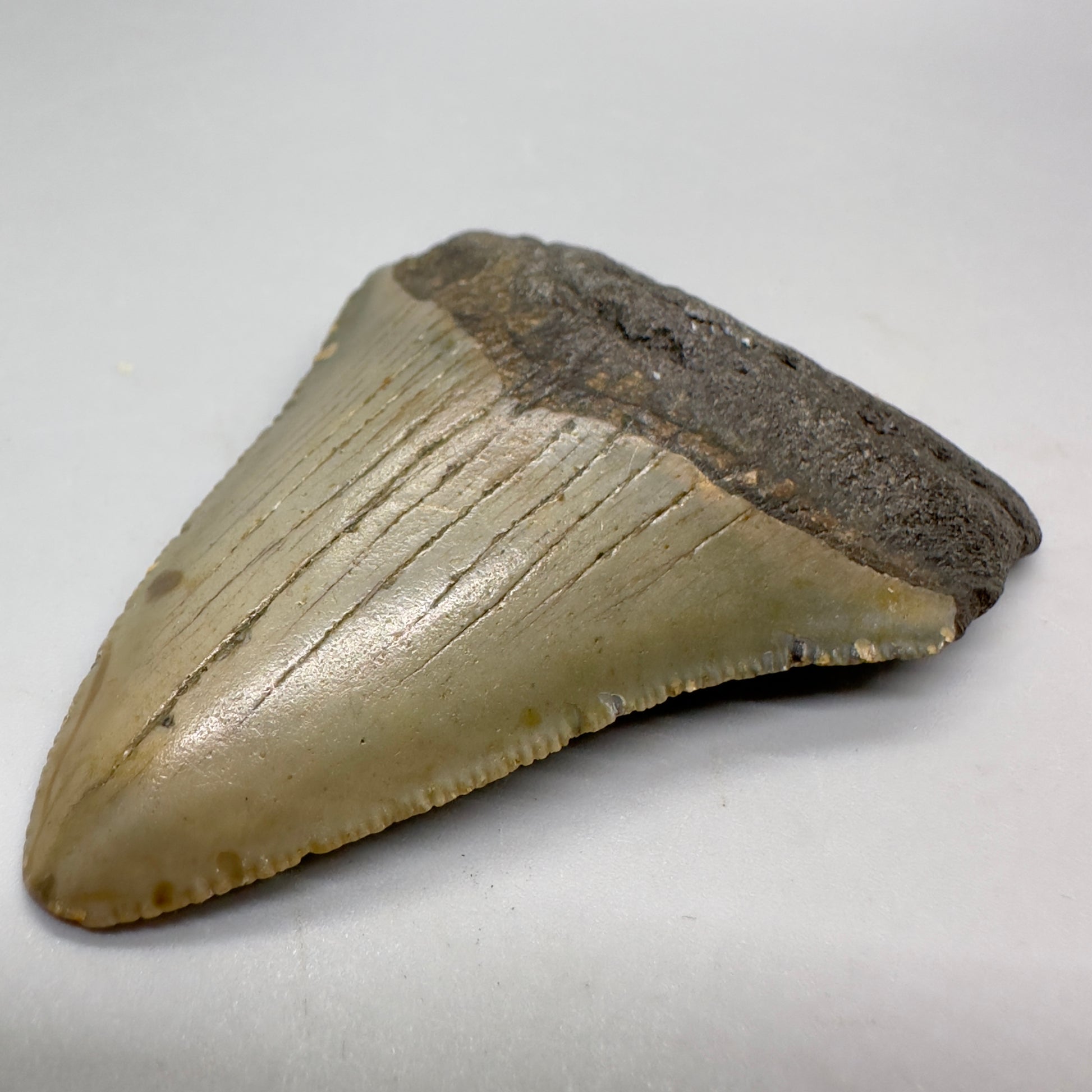 Colorful 3.02" Fossil Megalodon Tooth from North Carolina CM4665 - Front right