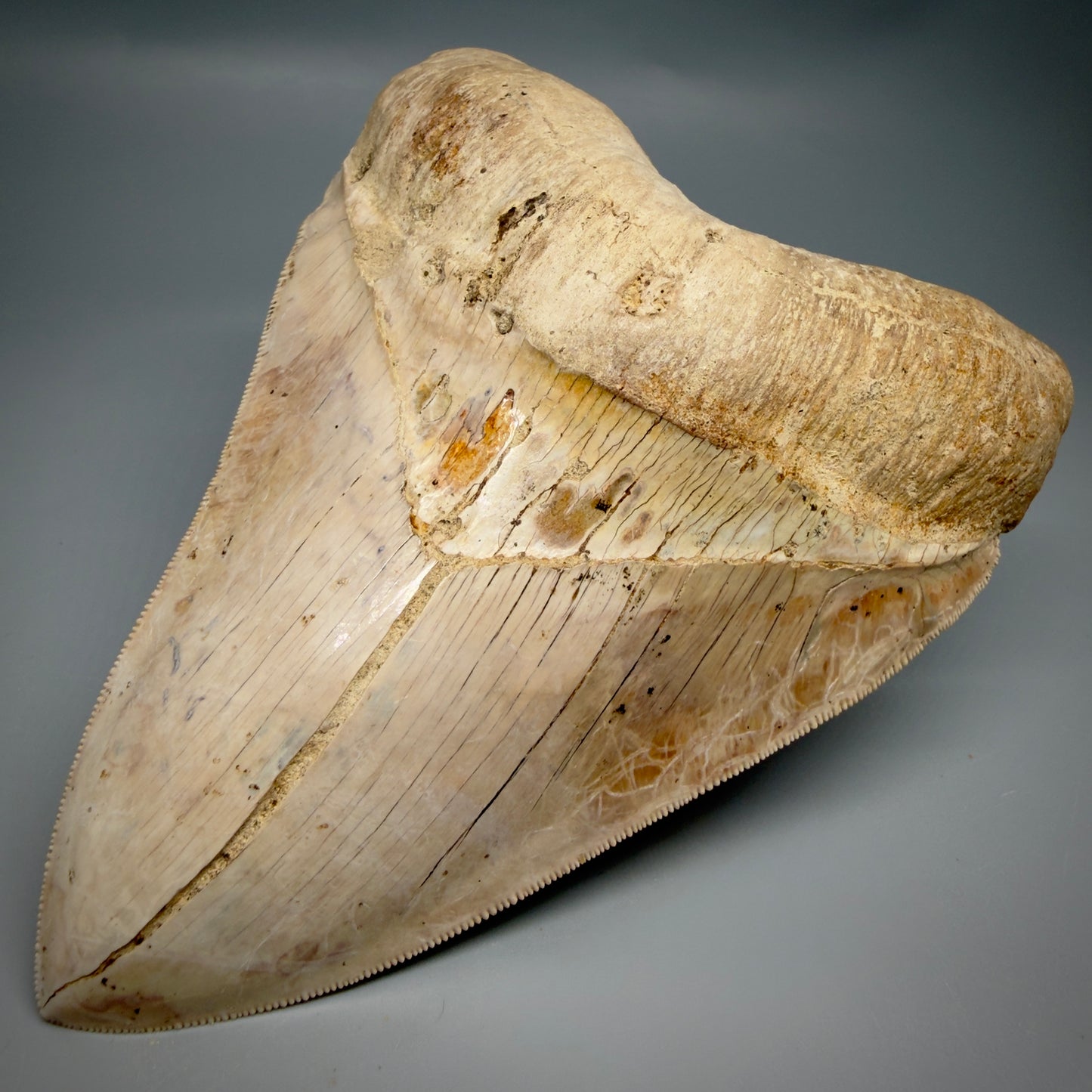 Front Right View Authentic, Collector's quality 5.57″ Colorful Megalodon Tooth – West Java Indonesia CM6383 - 1