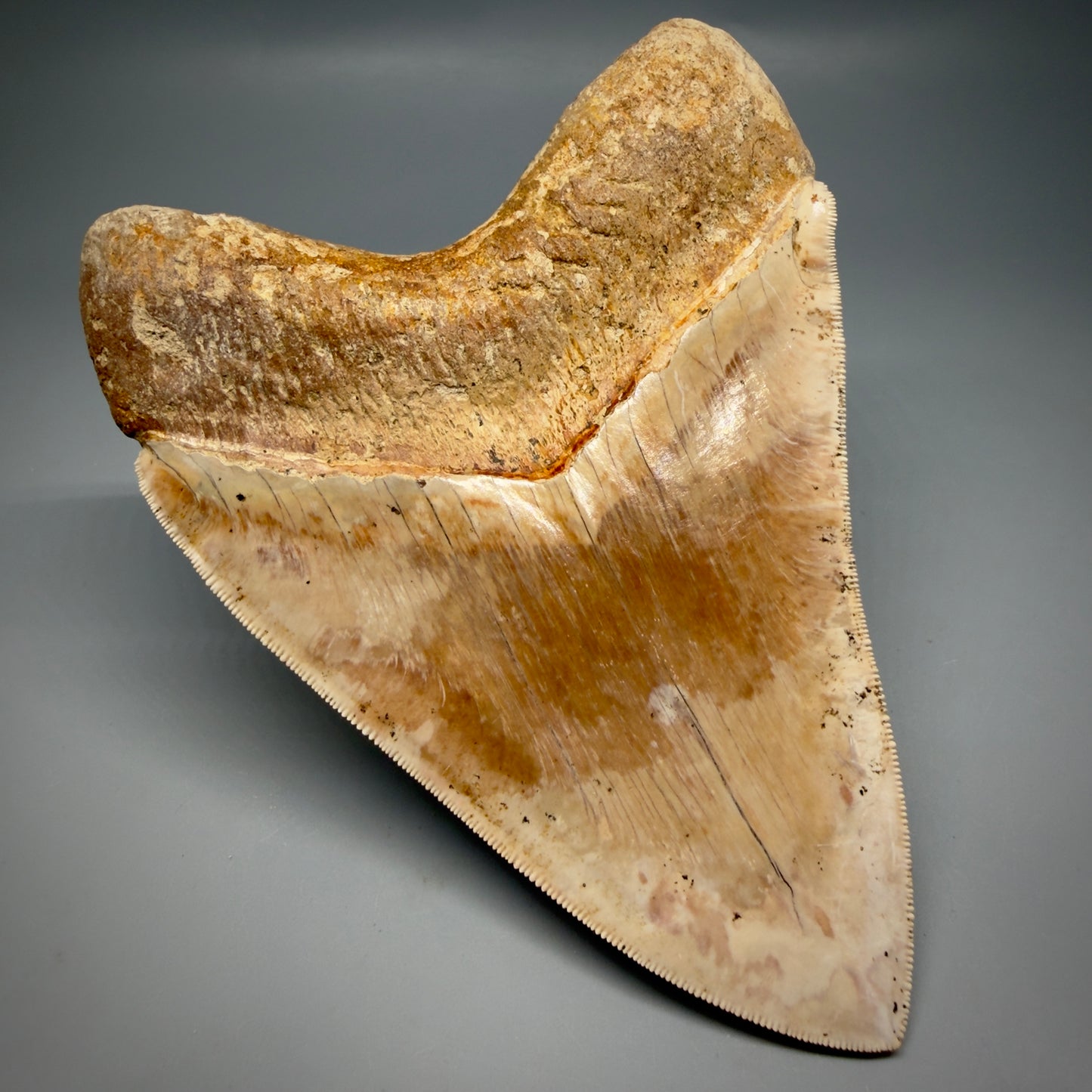 Back Left View Authentic, Collector's quality 5.57″ Colorful Megalodon Tooth – West Java Indonesia CM6383 - 1