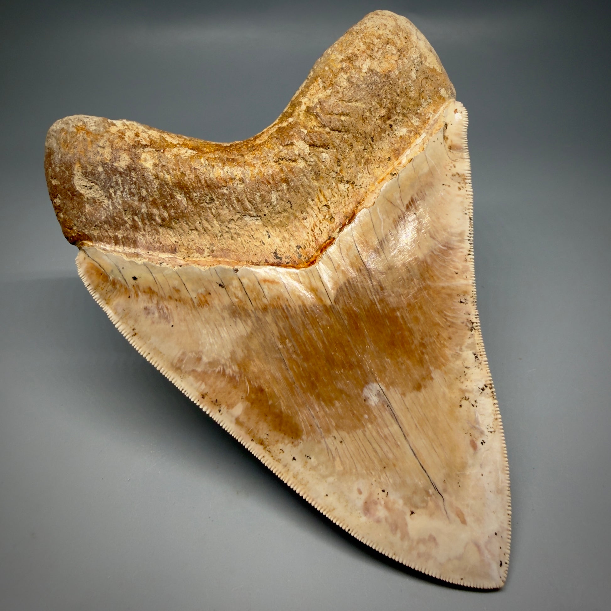 Back Left View Authentic, Collector's quality 5.57″ Colorful Megalodon Tooth – West Java Indonesia CM6383 - 1