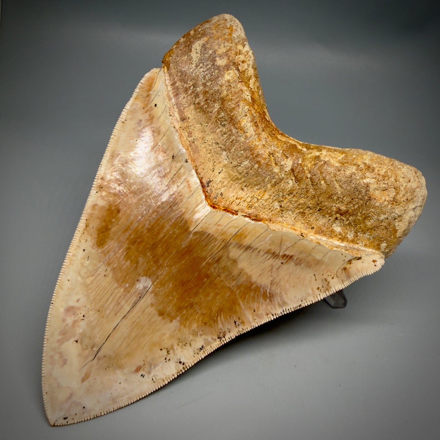 Back Right View Authentic, Collector's quality 5.57″ Colorful Megalodon Tooth – West Java Indonesia CM6383 