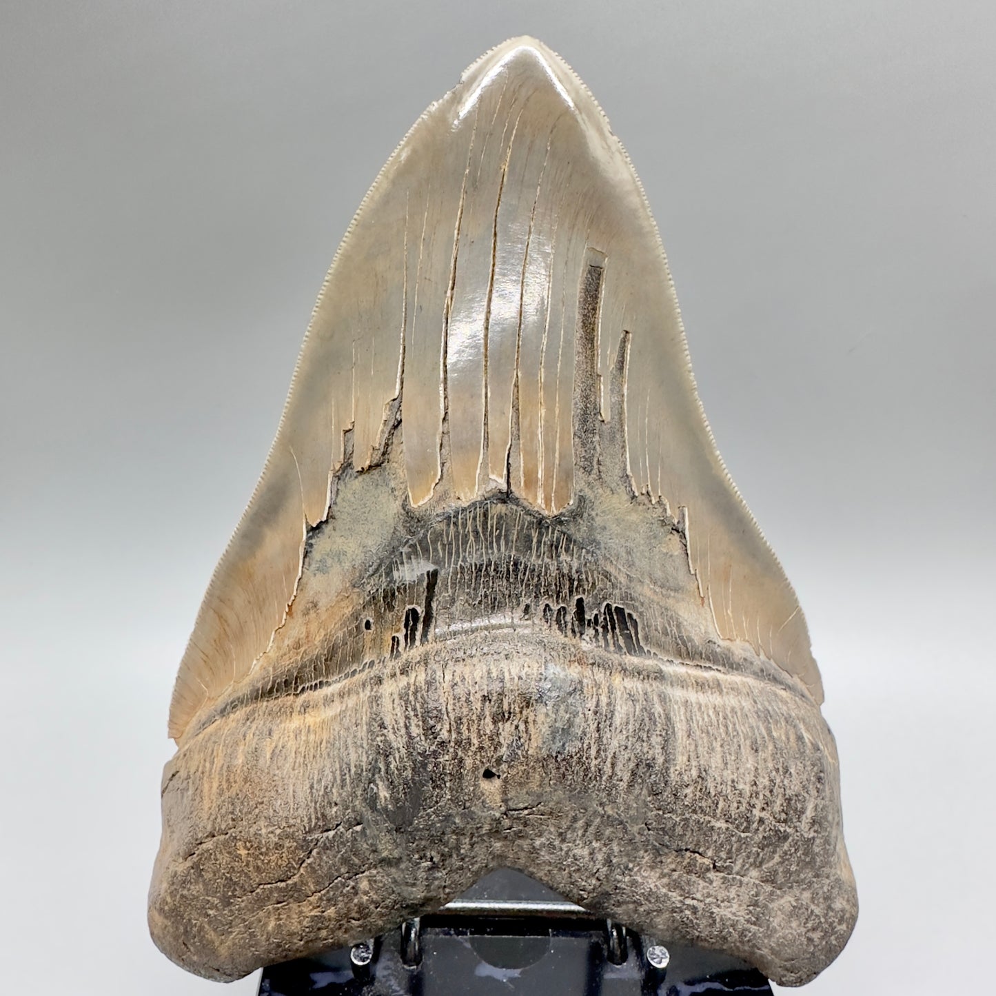 Massive 6.79" Fossil Monster Megalodon Tooth: A Stunning Specimen Close to Maximum Size of 7"