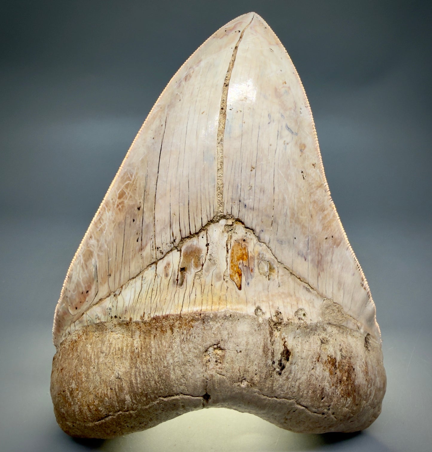 Front View Authentic, Collector's quality 5.57″ Colorful Megalodon Tooth – West Java Indonesia CM6383 - 3